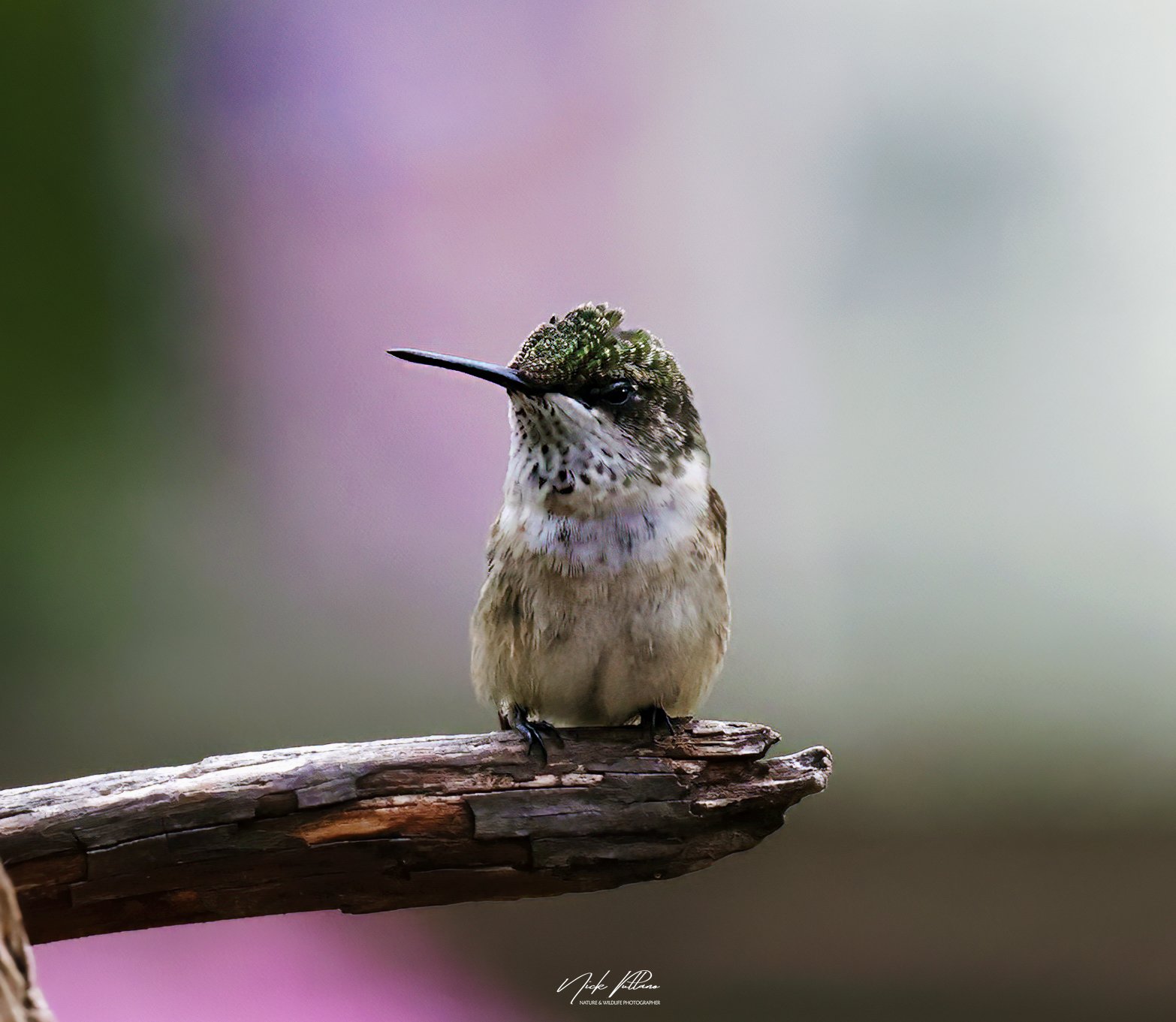 Hummingbird-3