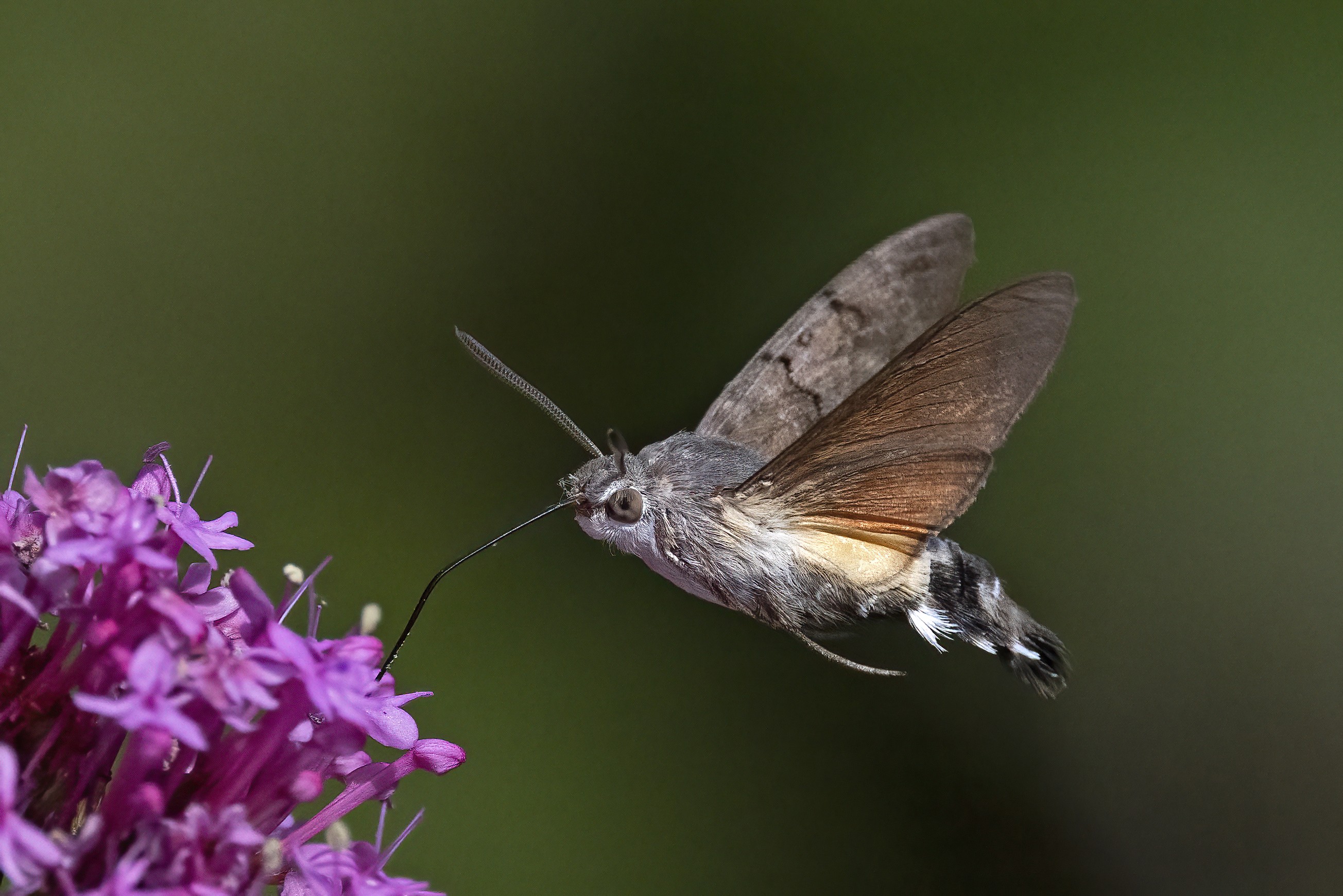 Hummingbird Hawkmoth 2022 .jpg