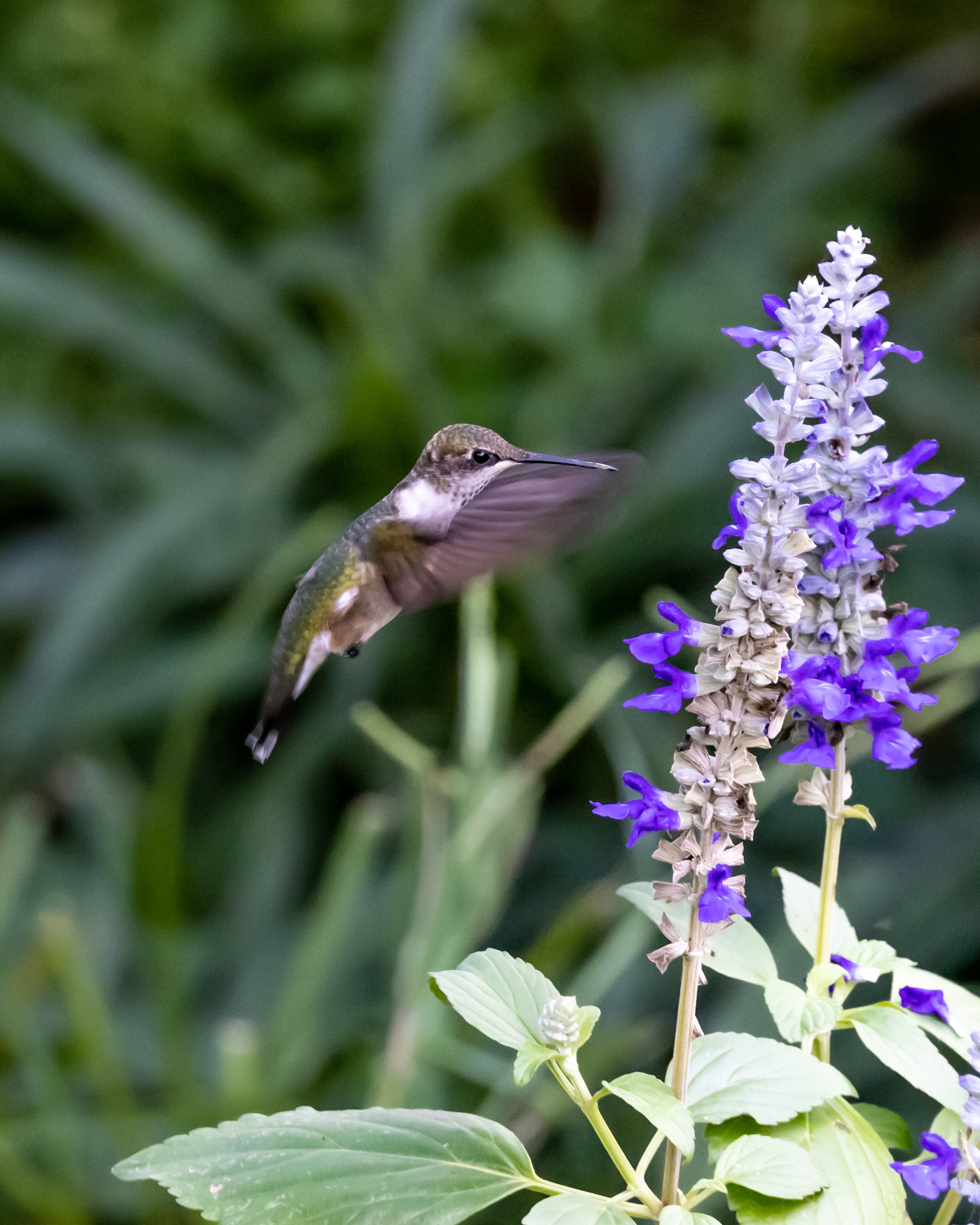 Hummingbird hovering