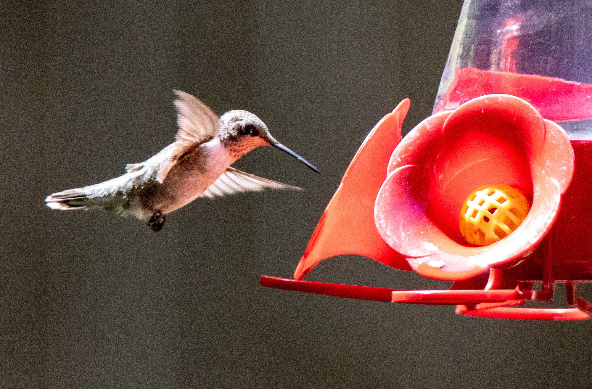 hummingbird.jpg