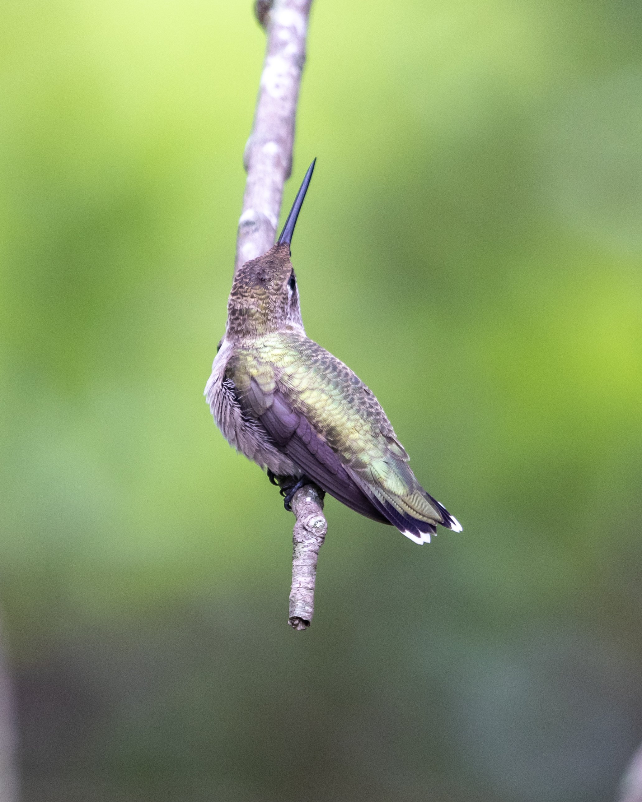 Hummingbird perched