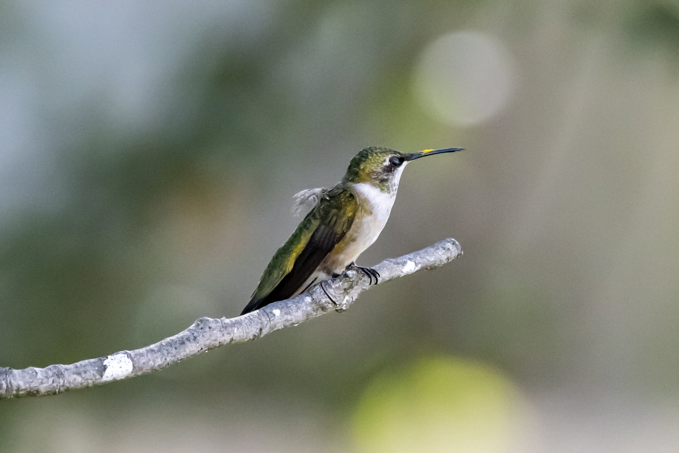 Hummingbird perched