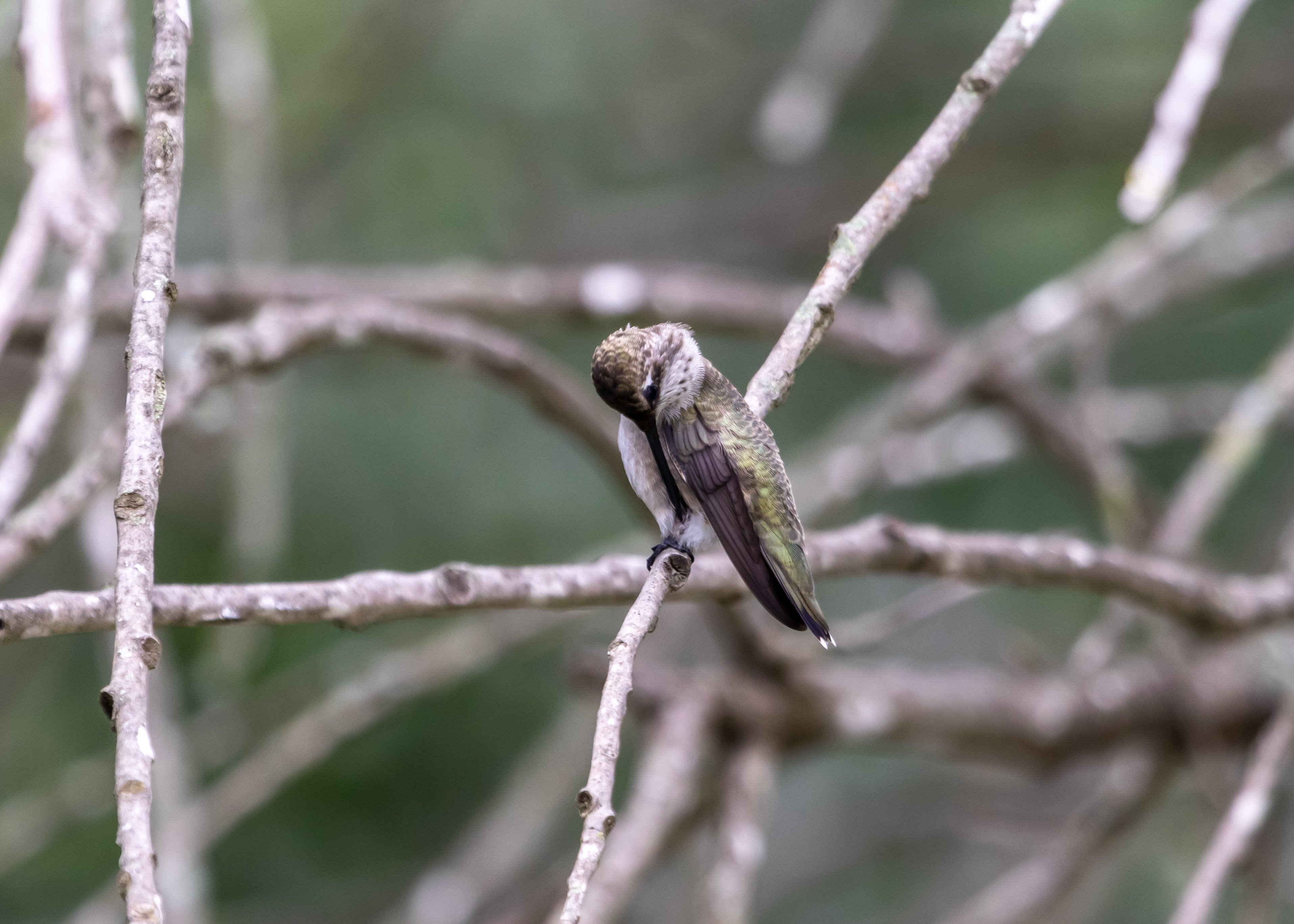 Hummingbird preening