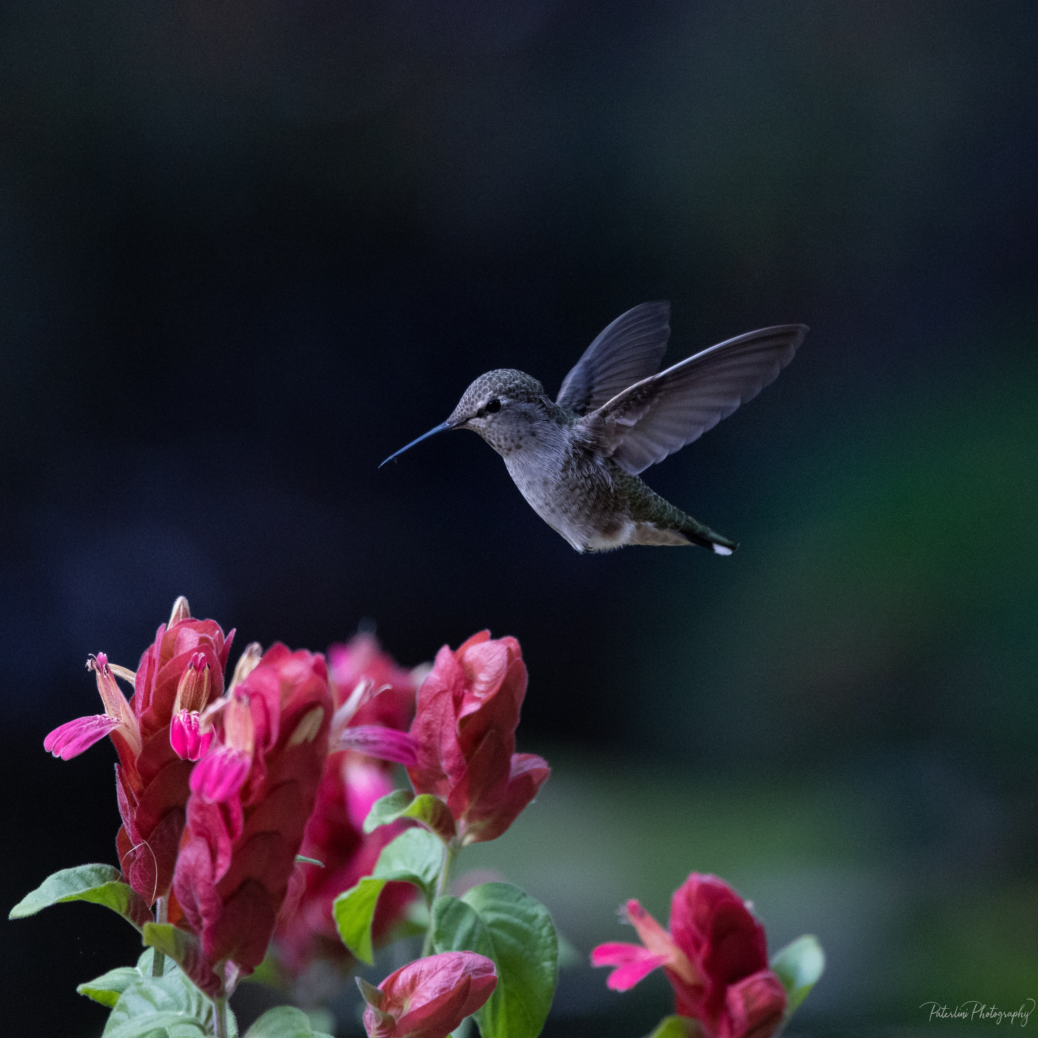 Hummingbird3.jpg