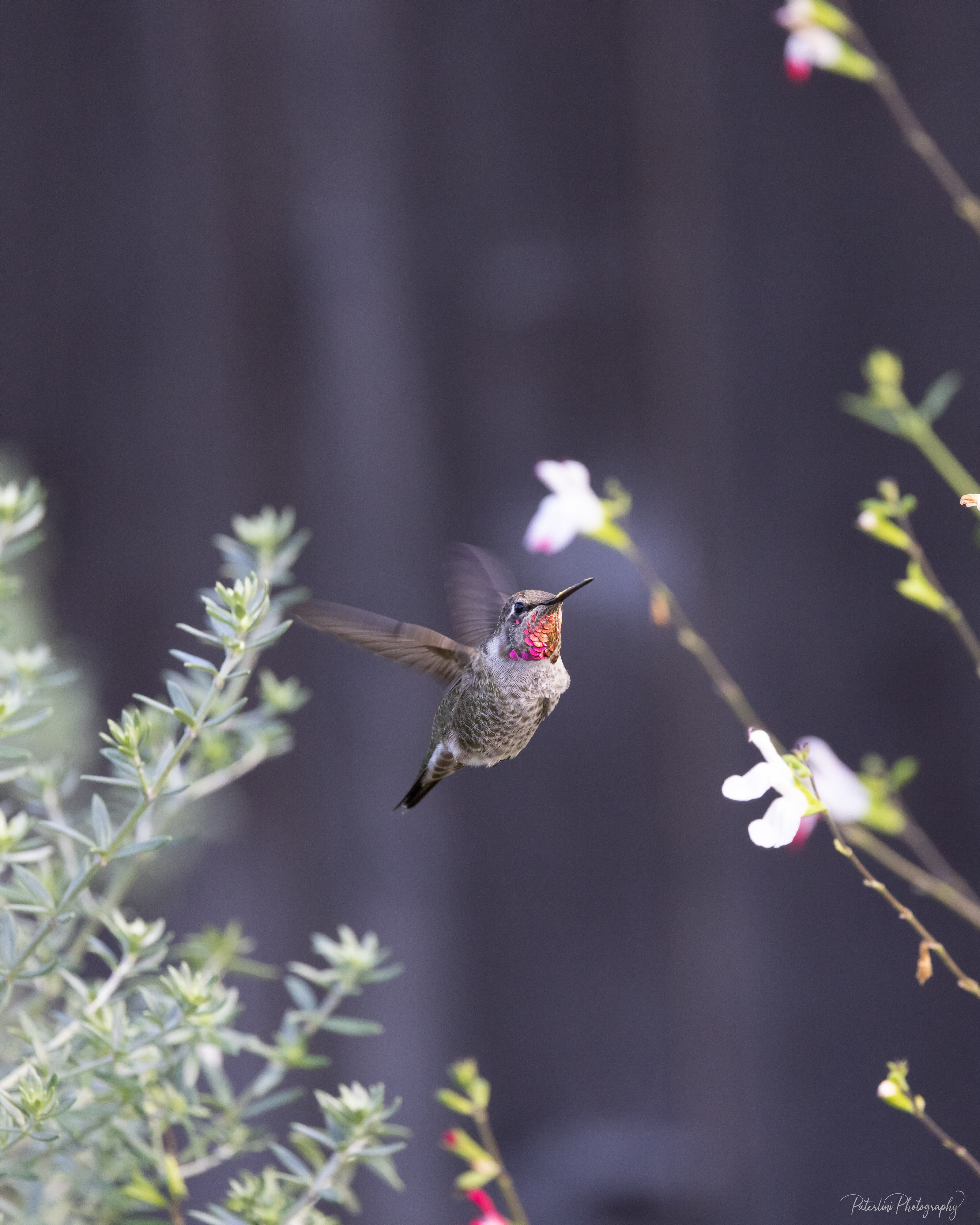 Hummingbird4.jpg