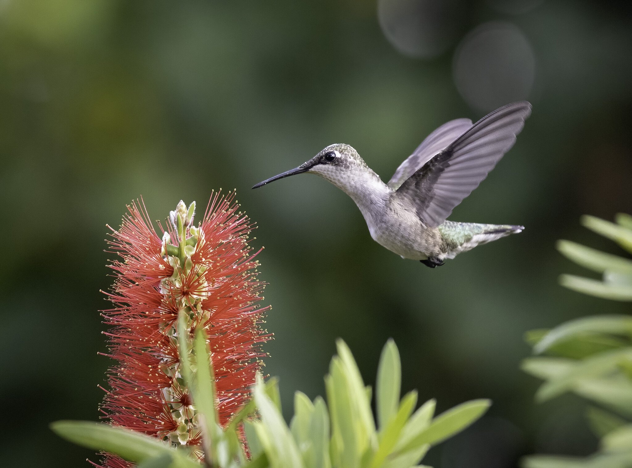 Hummingbird_5464B.jpg