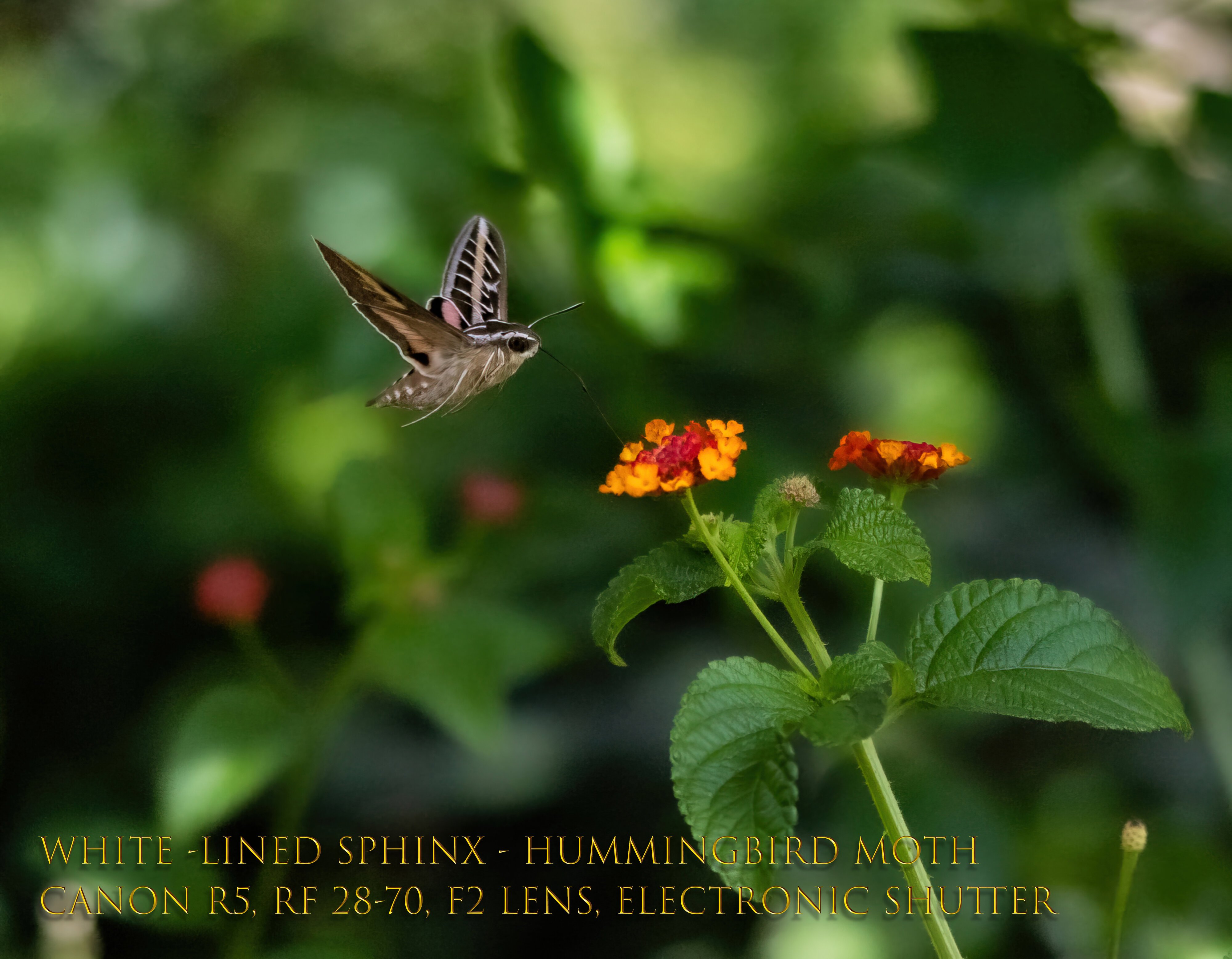 Hummingbirt Moth Cropped.jpg