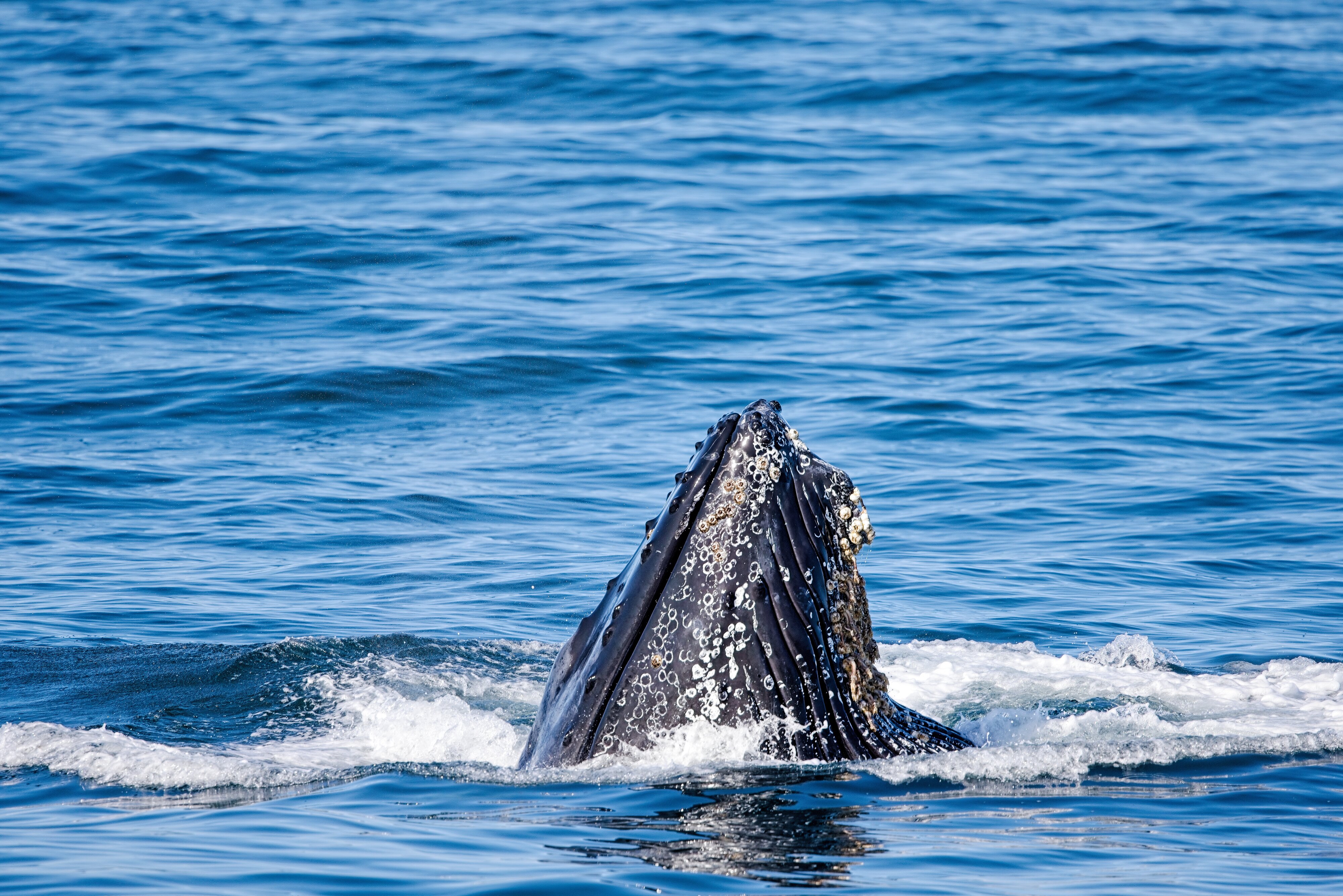 Humpback Whale lunge feeding in Monterey Bay