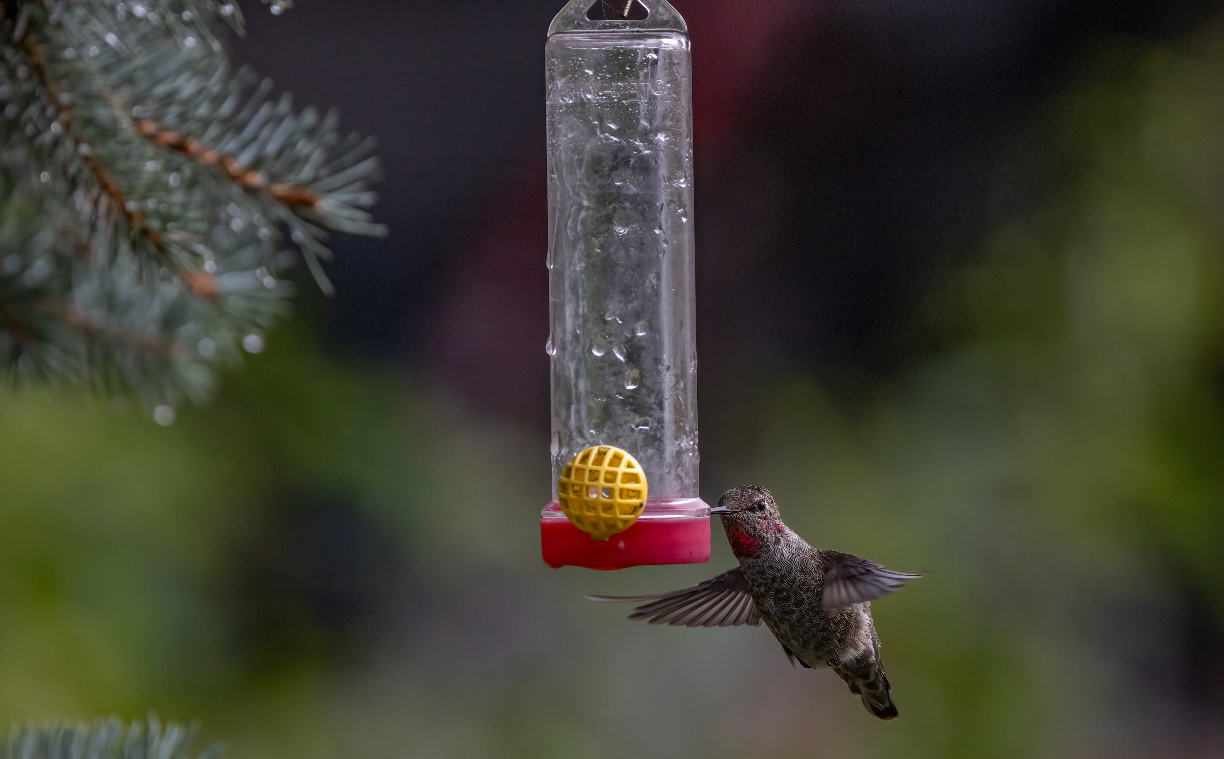 Hungry, Hungry Hummer