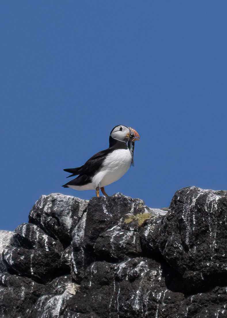 Hungry Puffin 2020_08_02.jpg