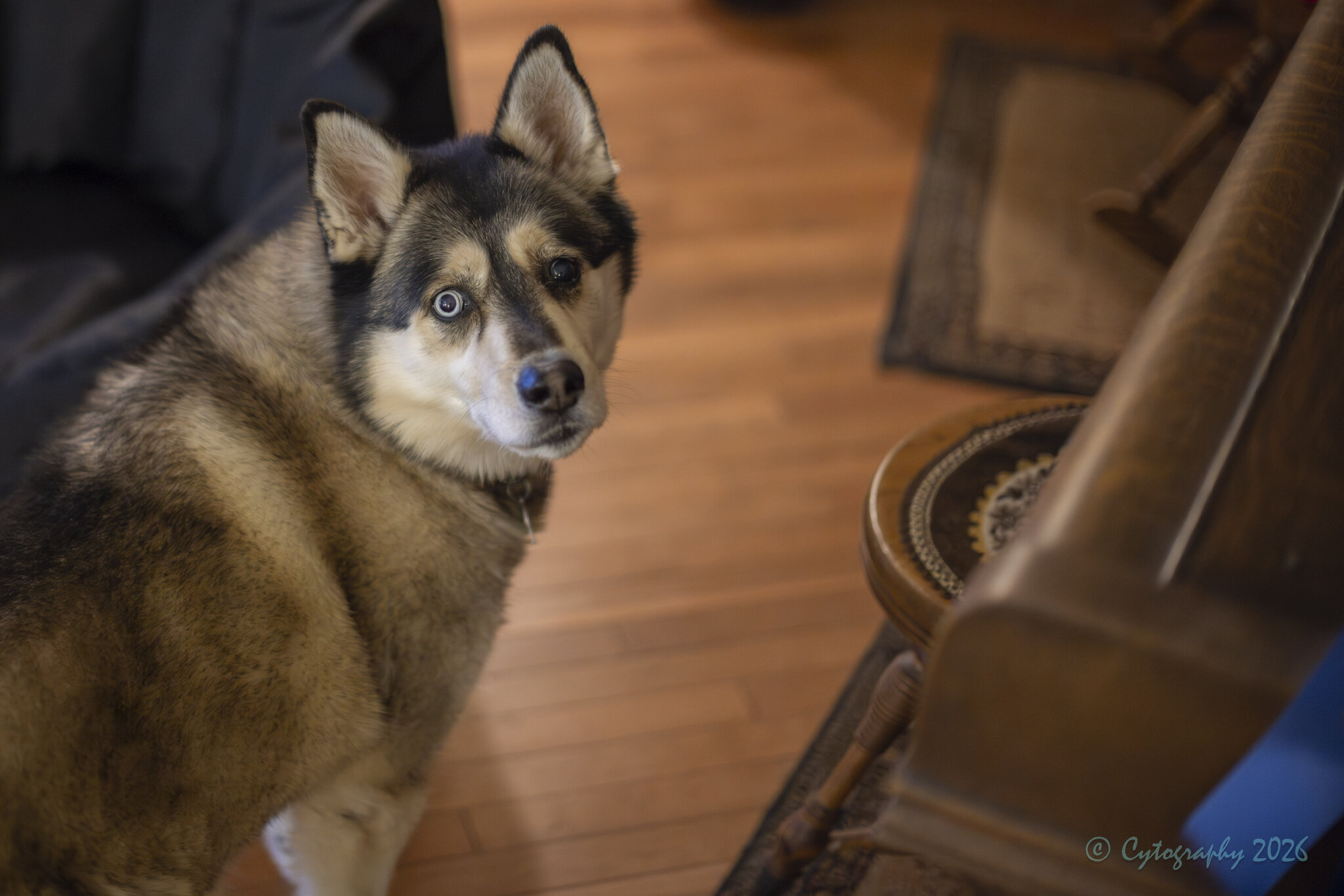 Huskey f1.2-0119.jpg