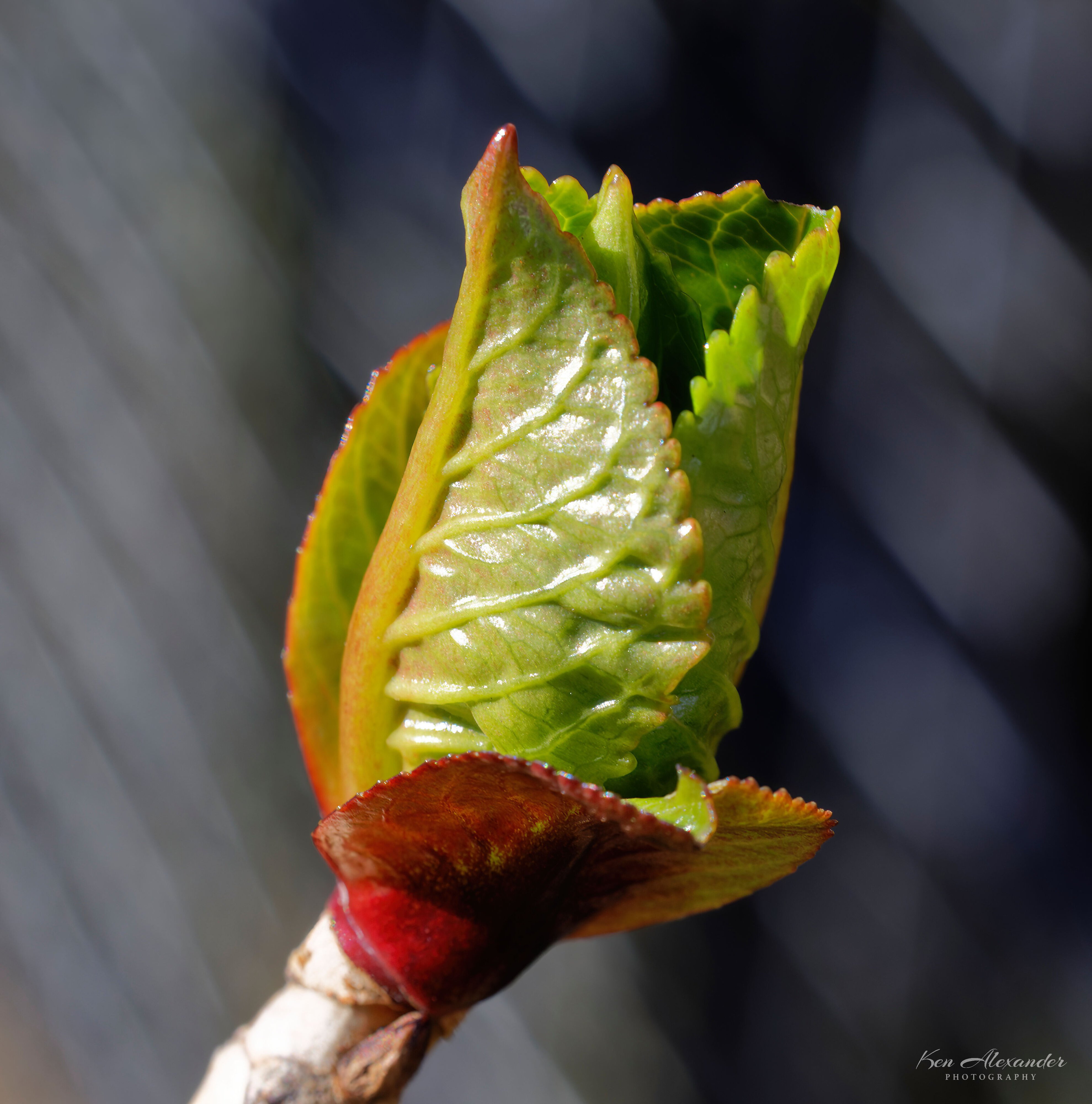 Hydrangea bud.jpeg