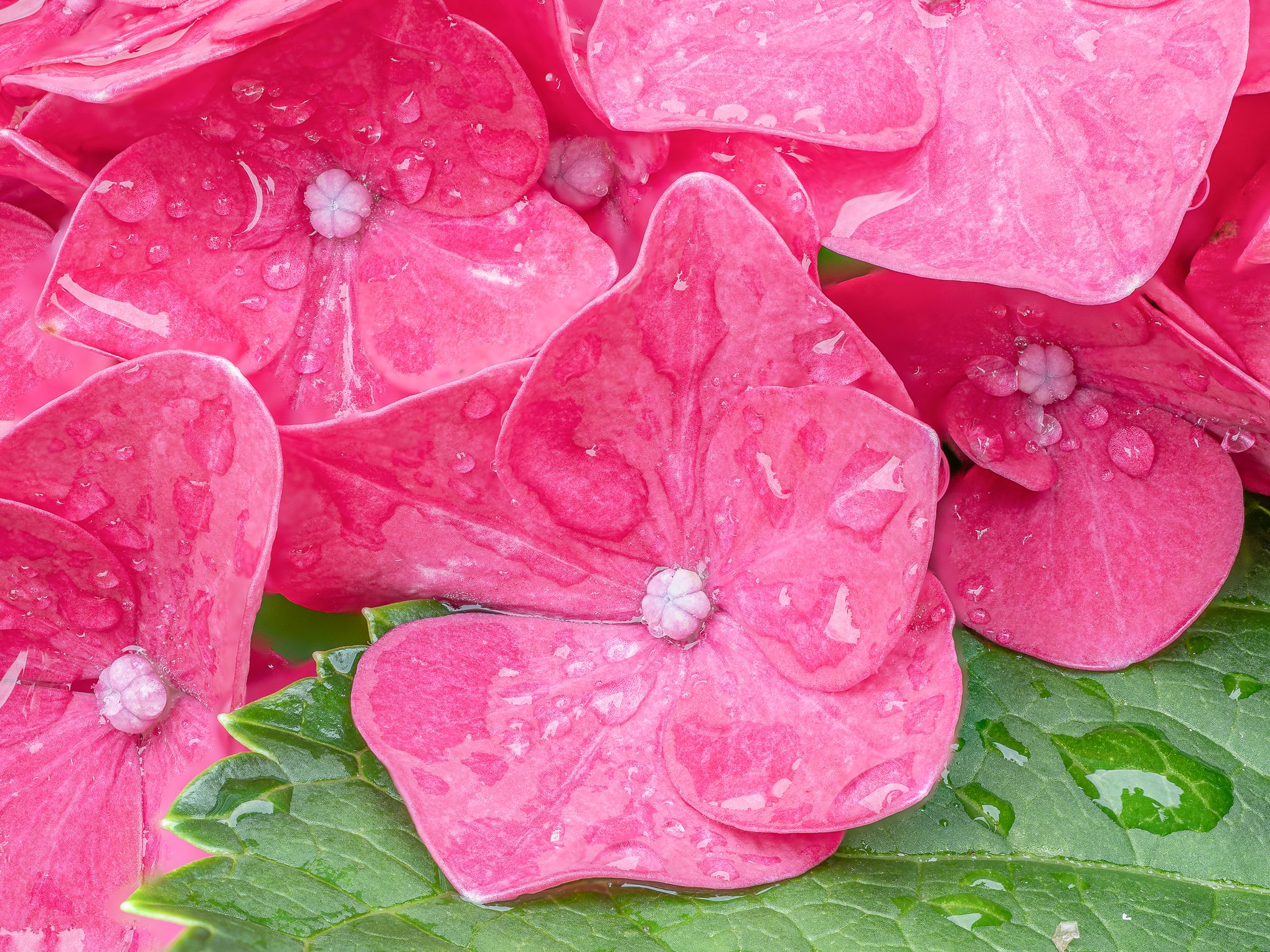 Hydrangea Focus Stack-2