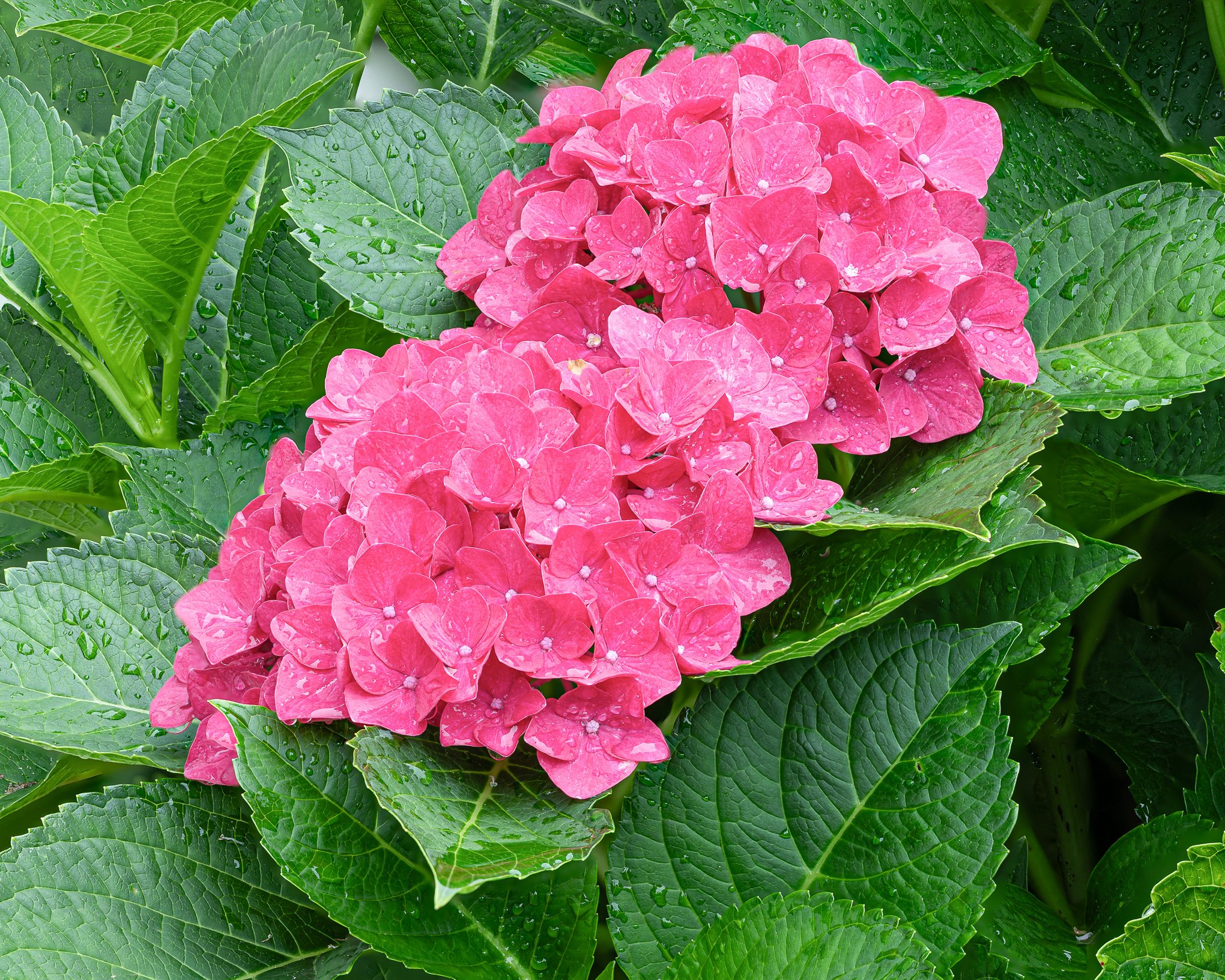 Hydrangea Focus Stack