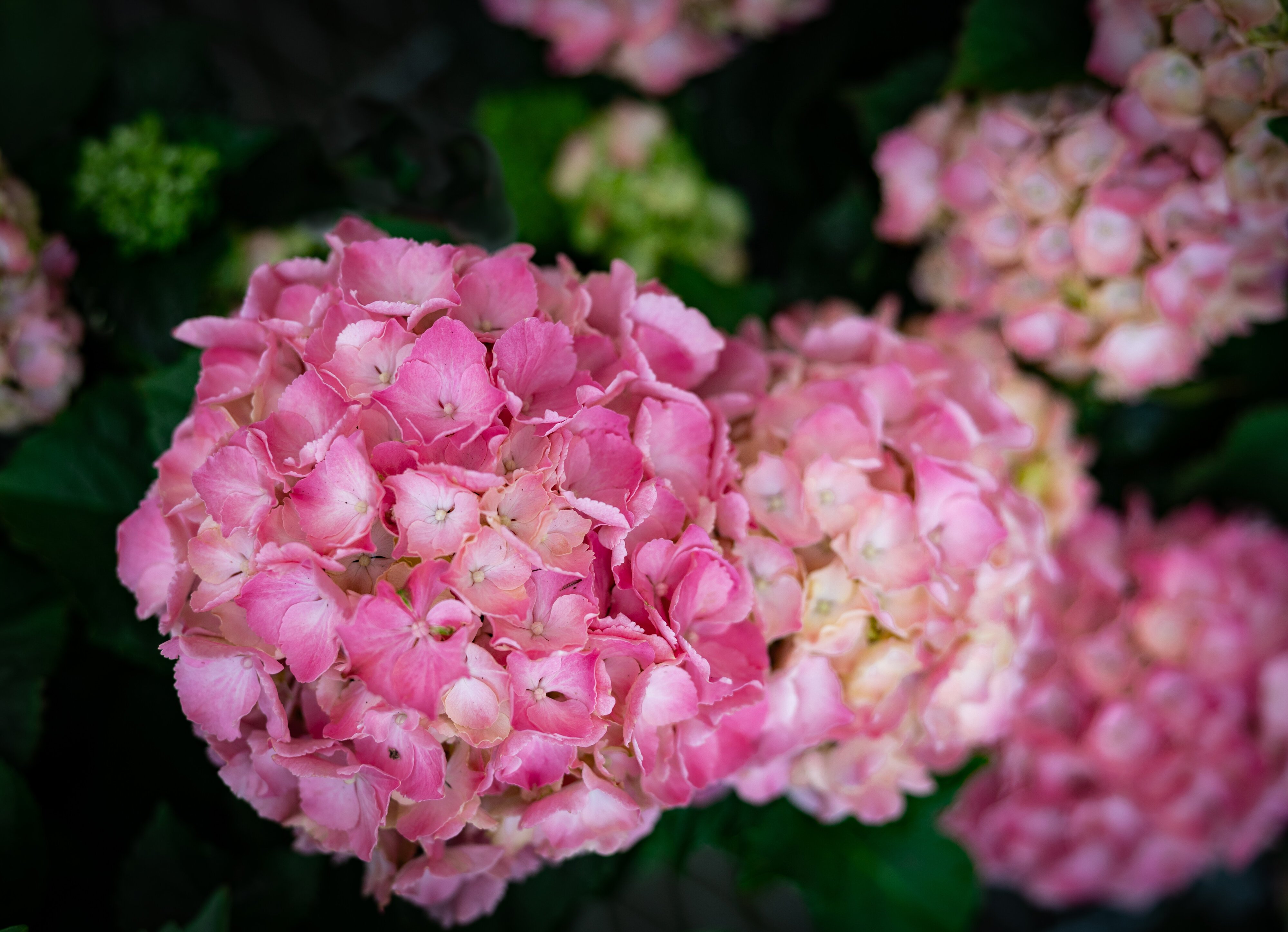 Hydrangea