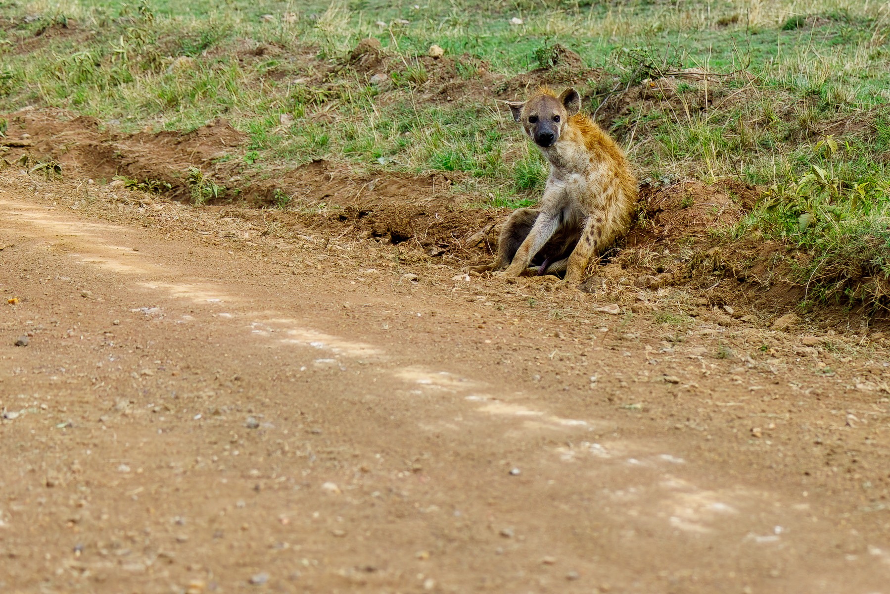 Hyena by the side of the road. Hitching a ride-.jpg