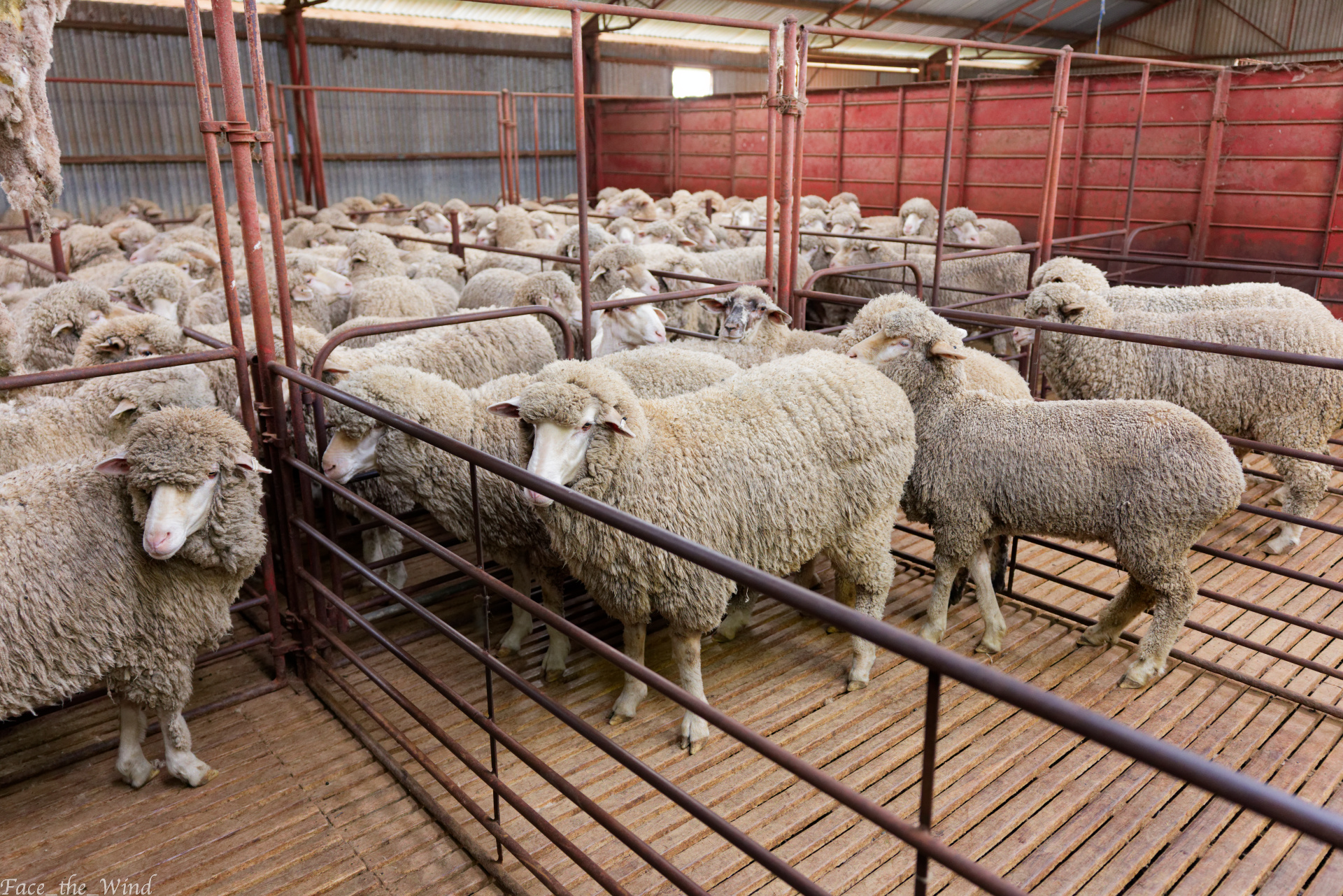 IH1_98421.21.jpg