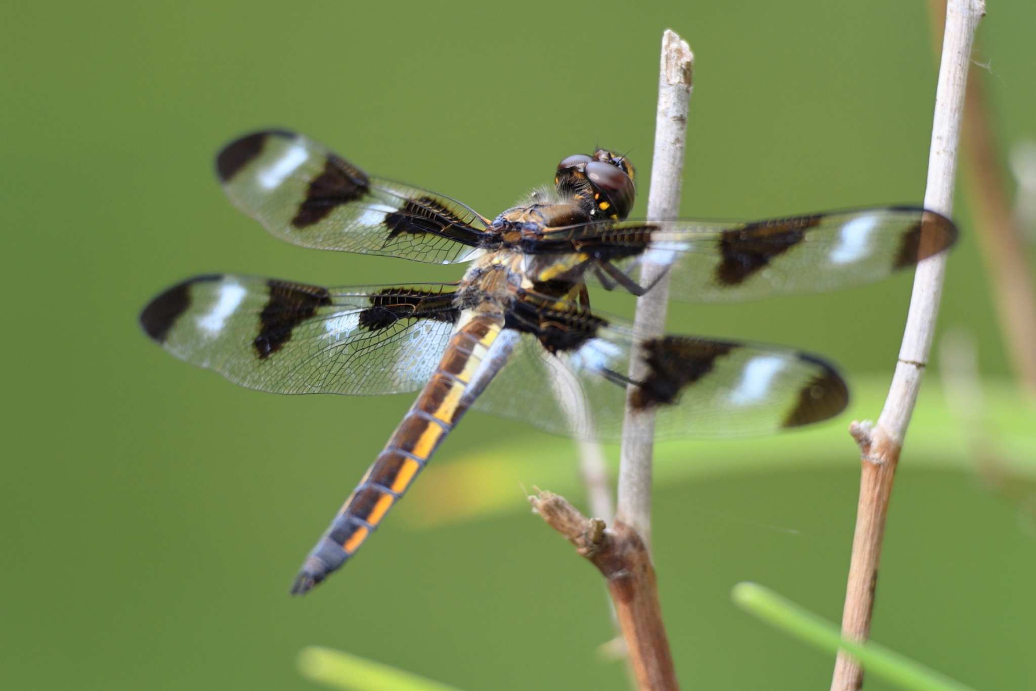 IMG_0369_Dragonfly_06212025.jpeg