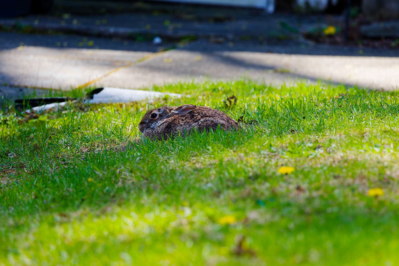 IMG_1551_M_DxO.jpg