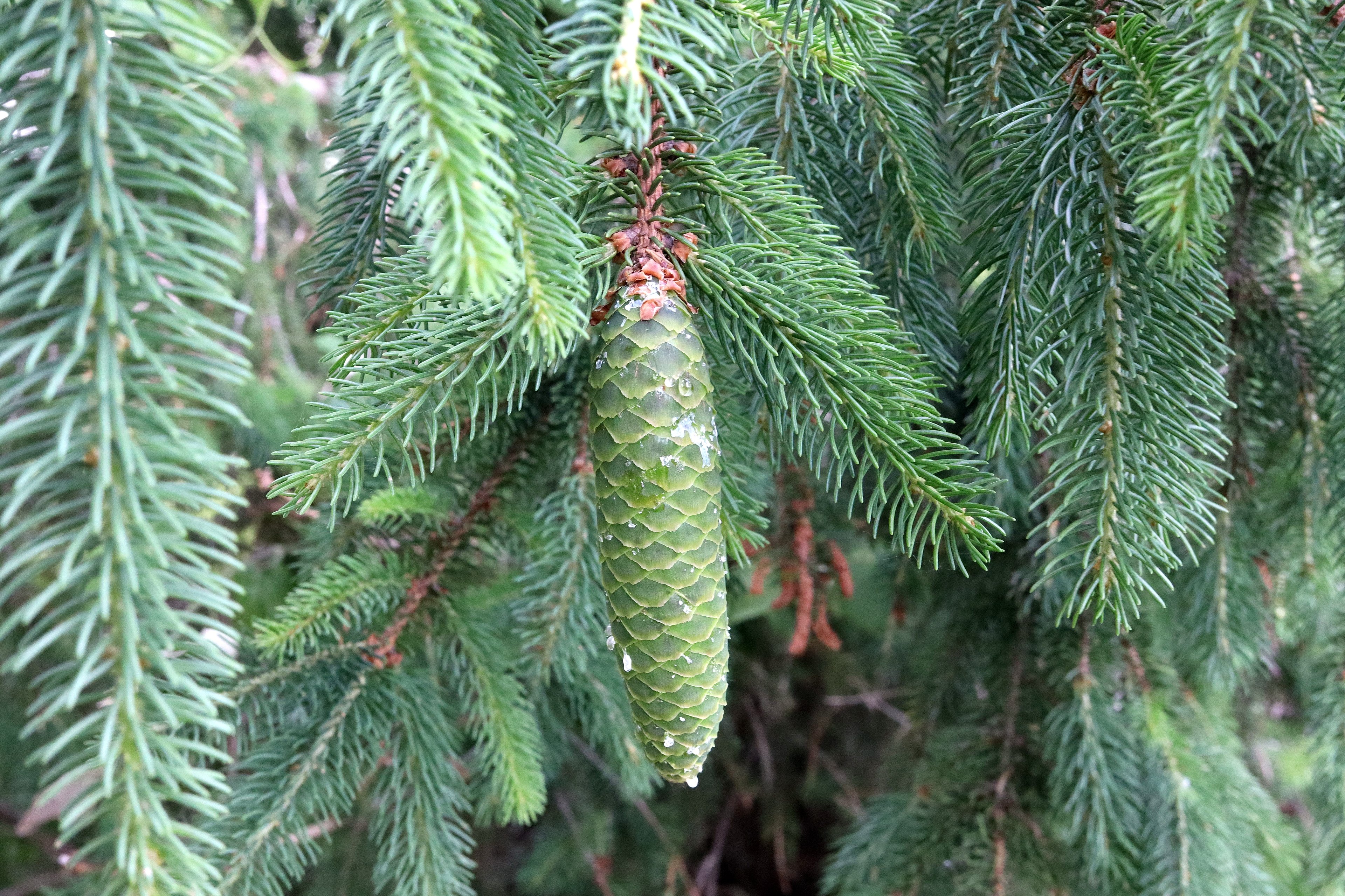 IMG_1772_Pinecone.jpg