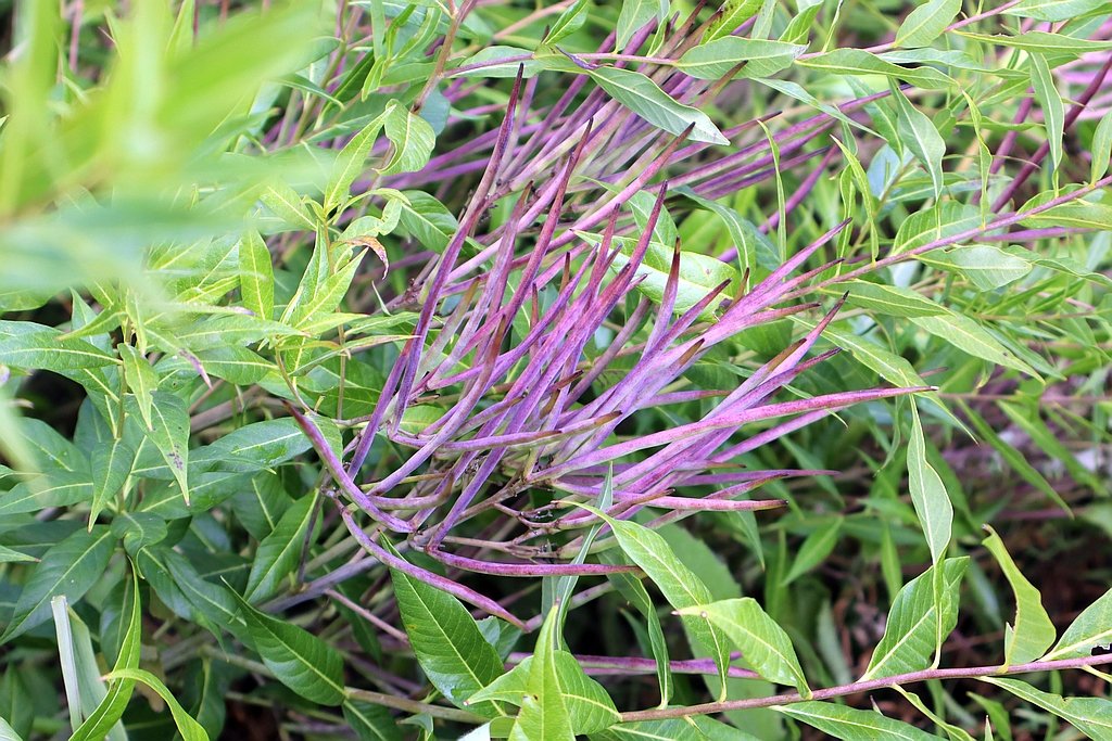 IMG_2465_Blue Dogbane.jpg