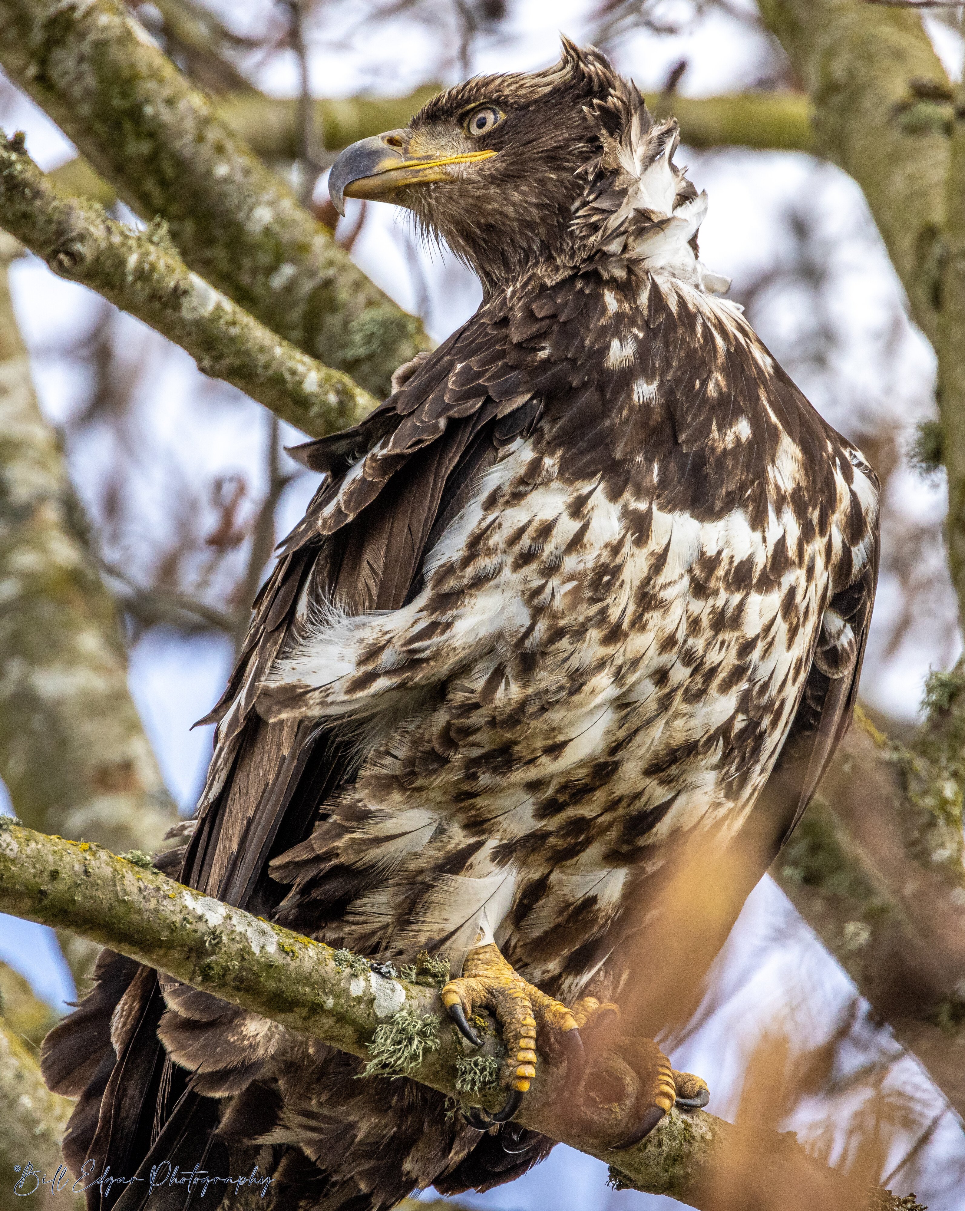 Immature Bald Eagle