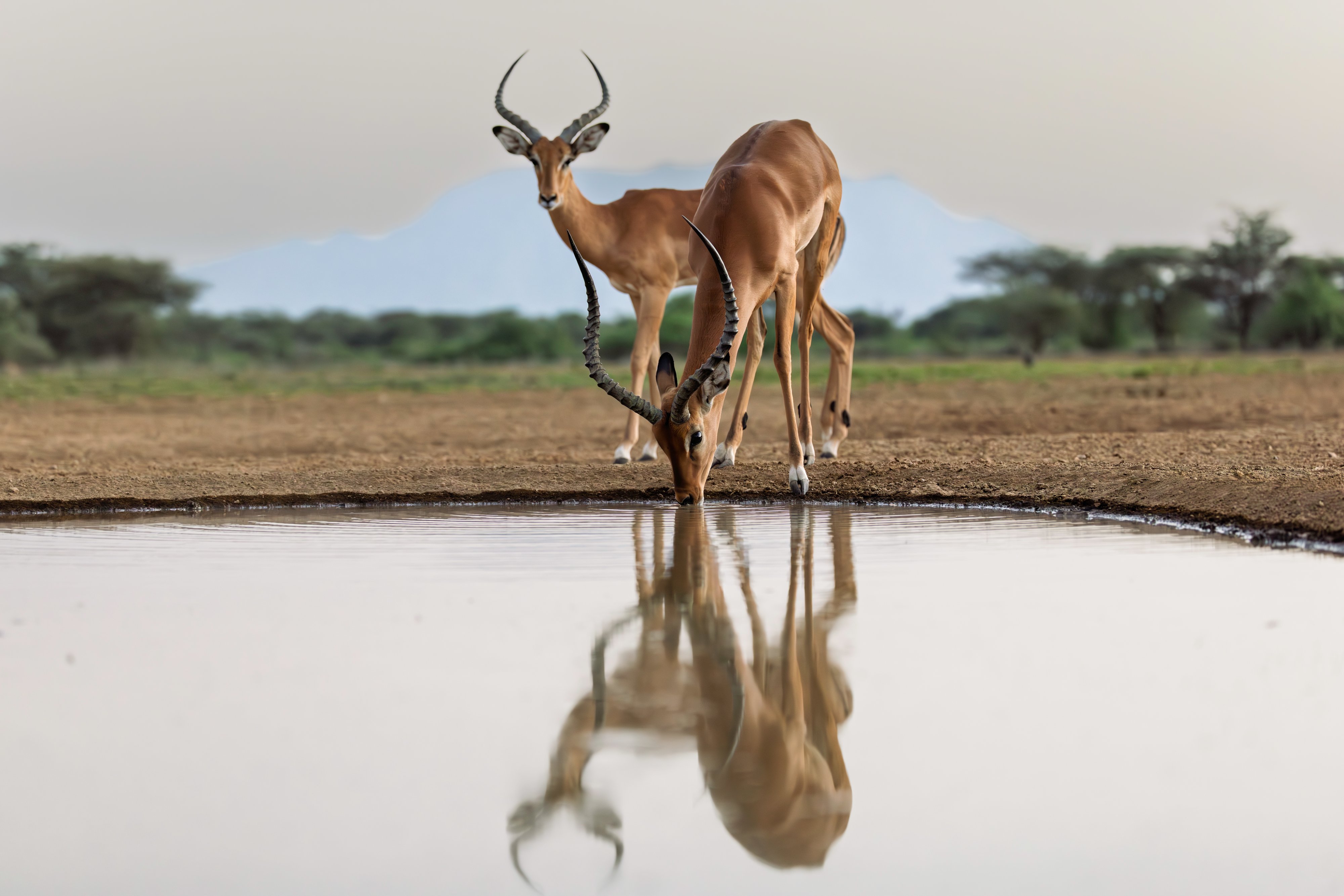 Impalas at waterhole, Shompole, Kenya.jpg