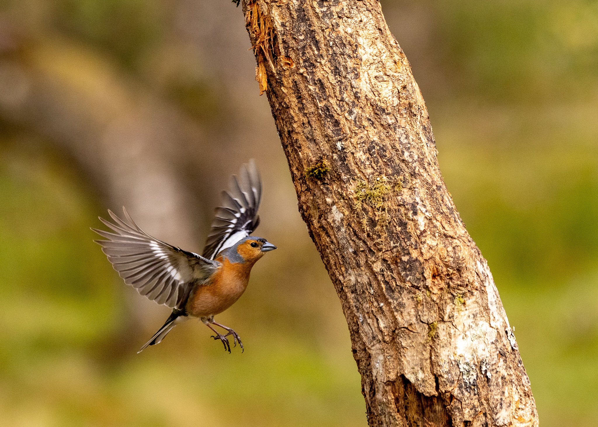 In flight