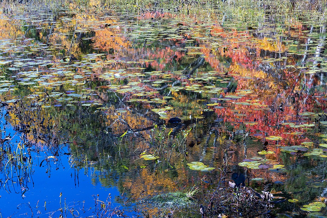 In the Spirit of Monet.jpg