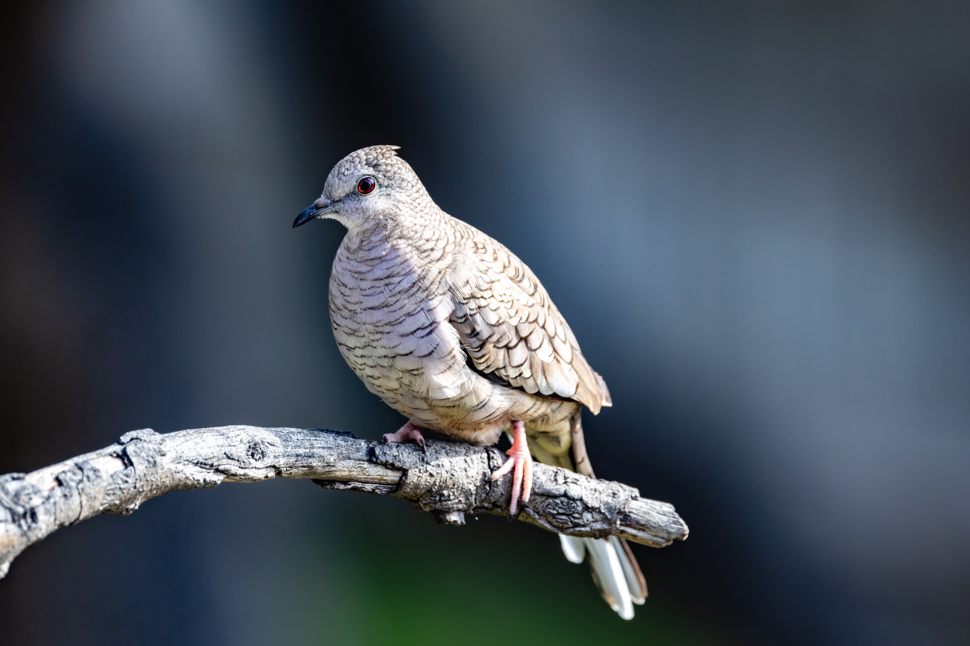 Inca dove