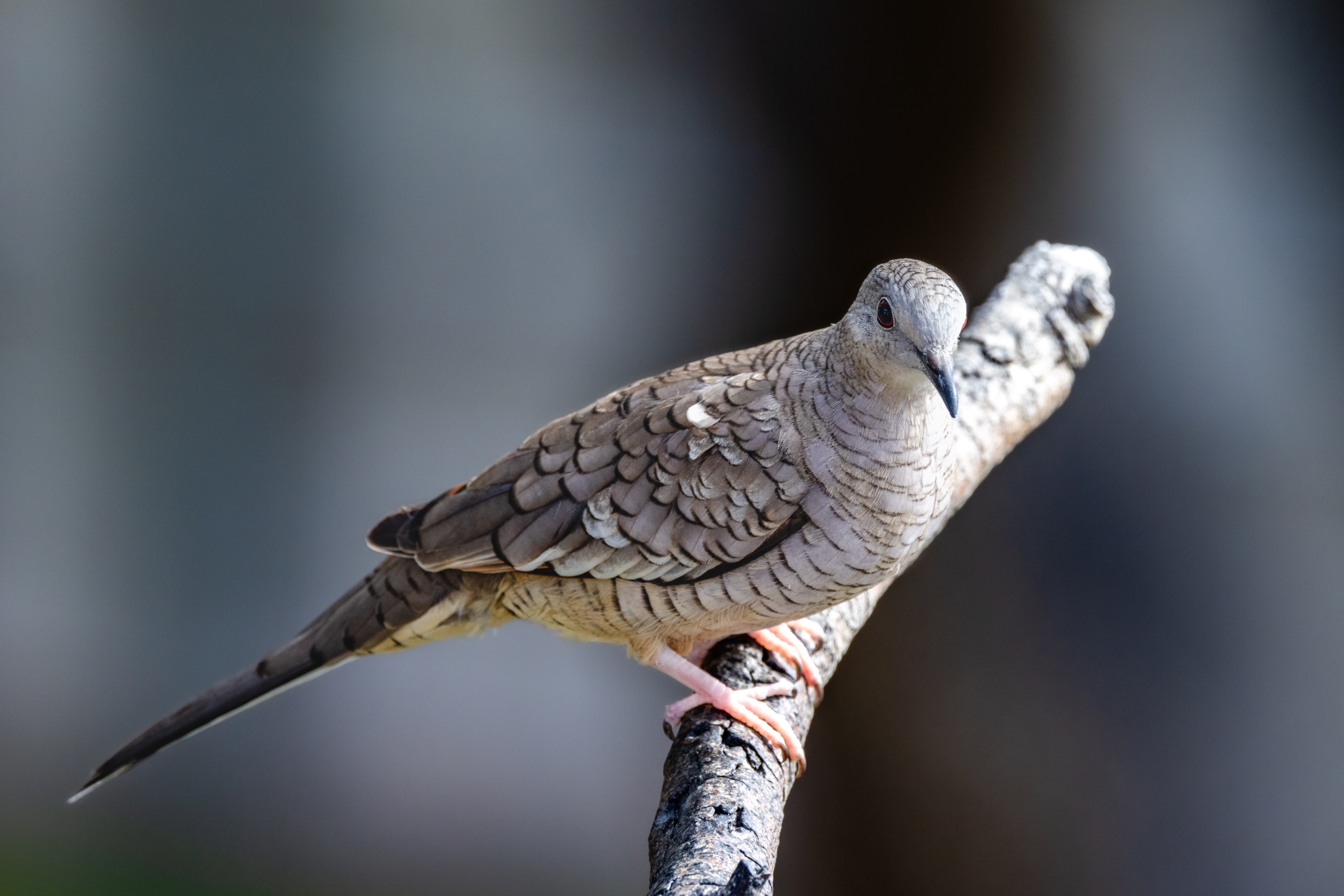 Inca Dove