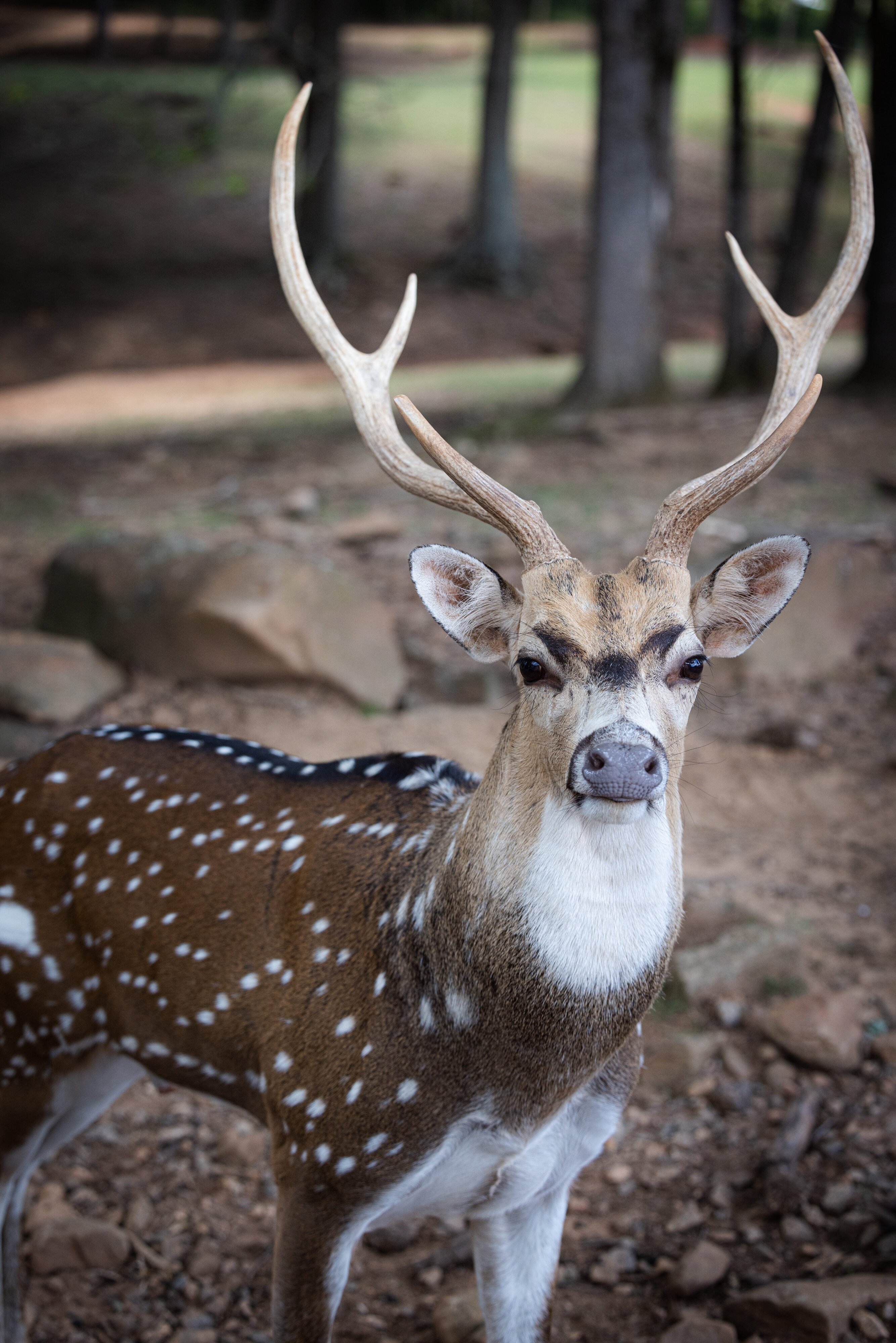 Indian Chital