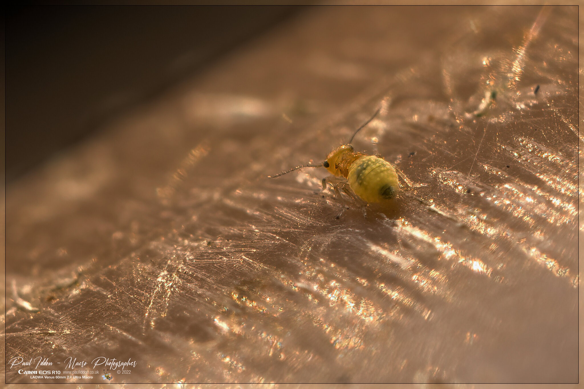 insect_a_4k.jpg | Canon RF Shooters Forums