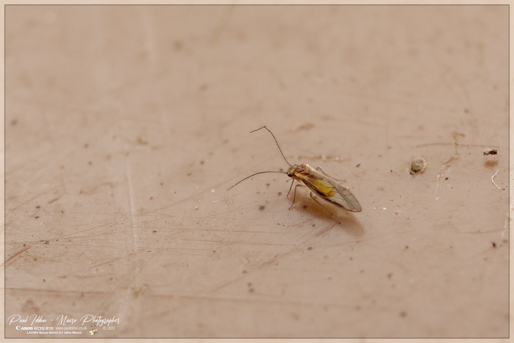 insect_e_4k.jpg | Canon RF Shooters Forums