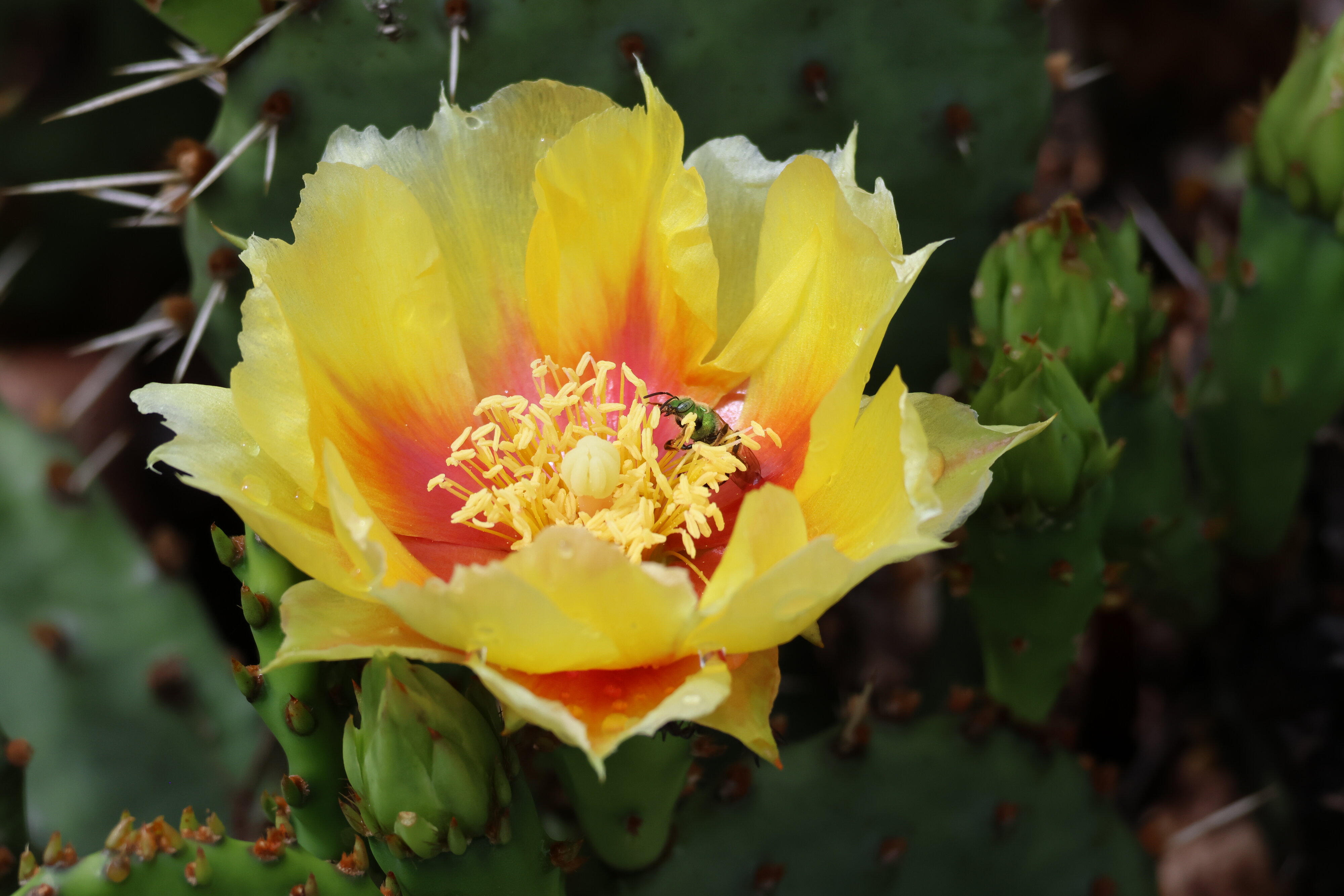 Insects on cactus flowers 2