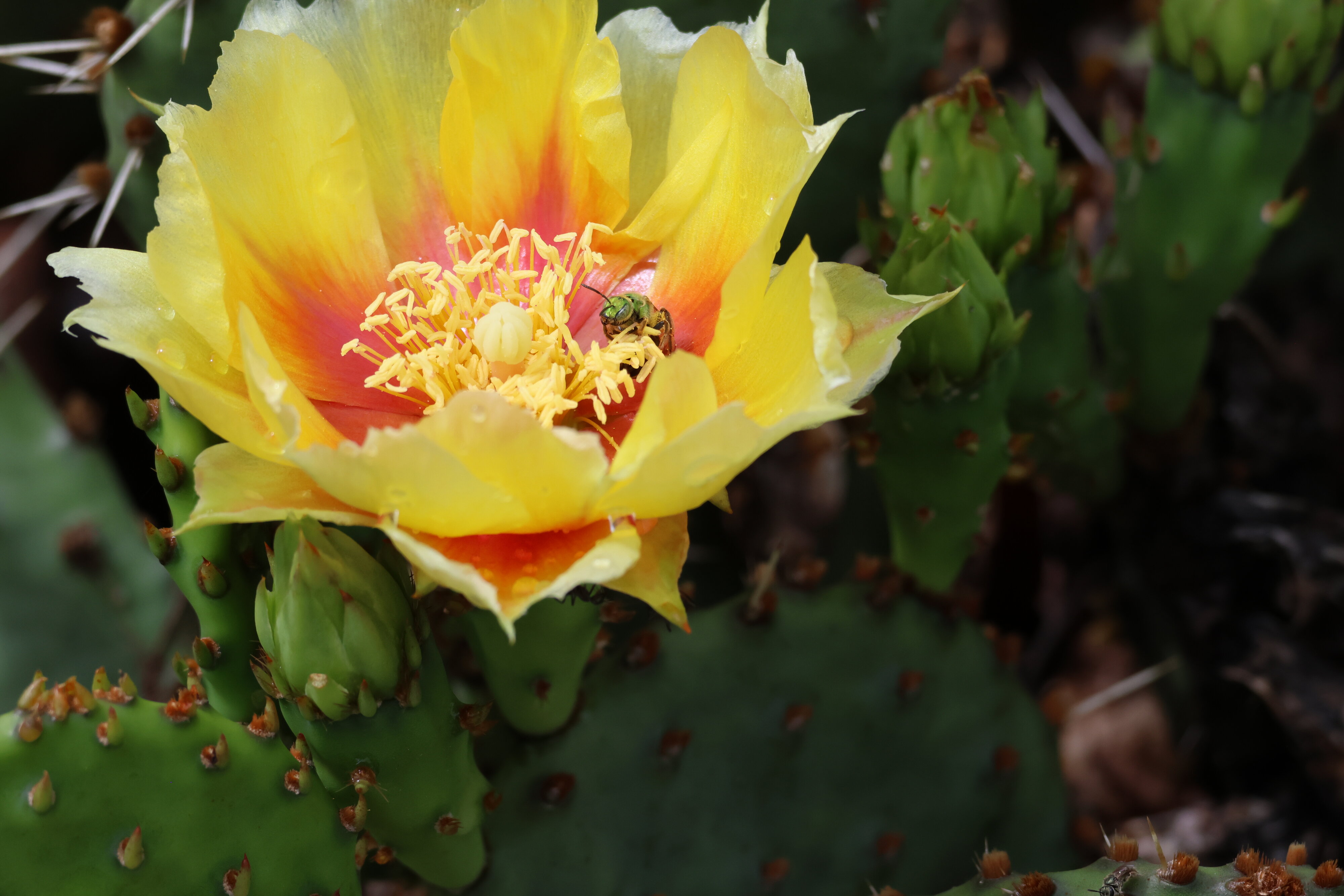 Insects on cactus flowers