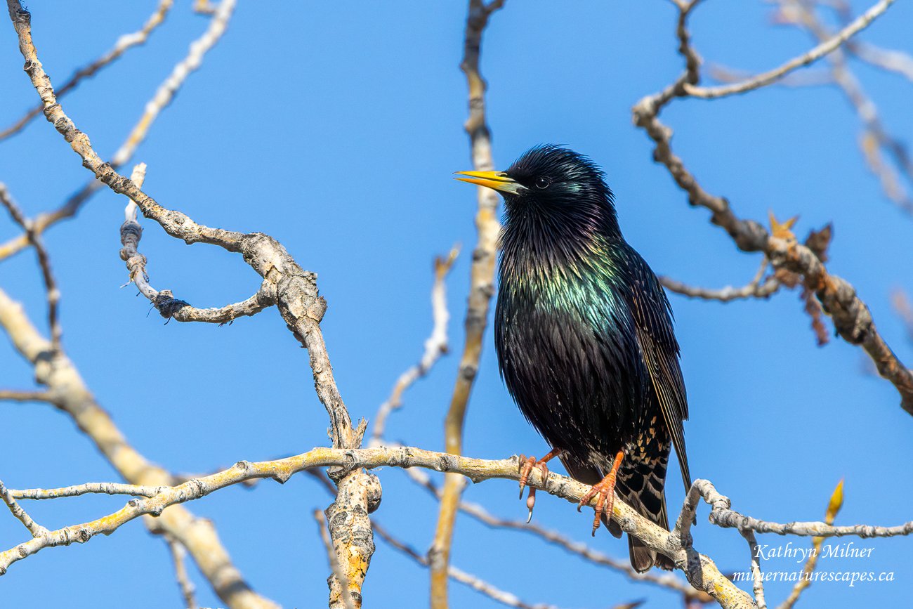 Iridescence of a Starling