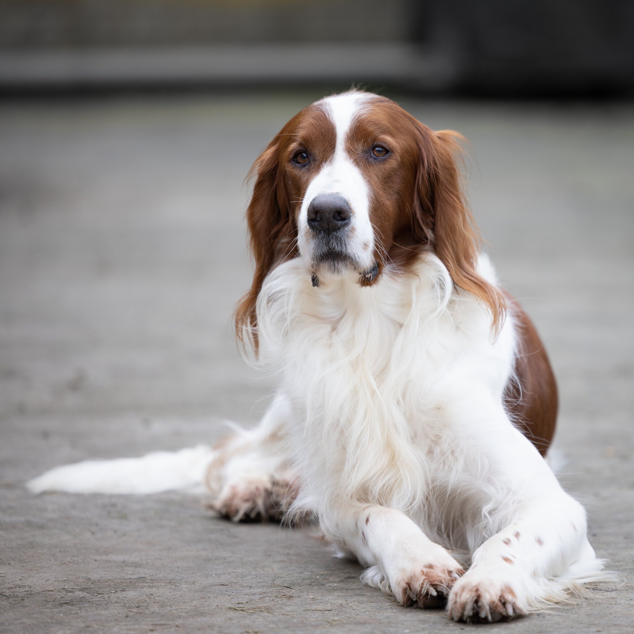 Irish red and white setter