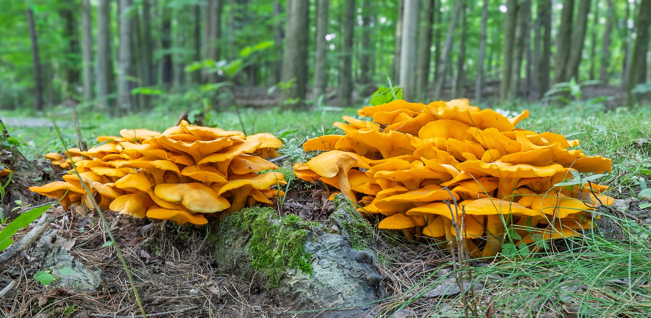 Jack-o'-Lantern Mushroom