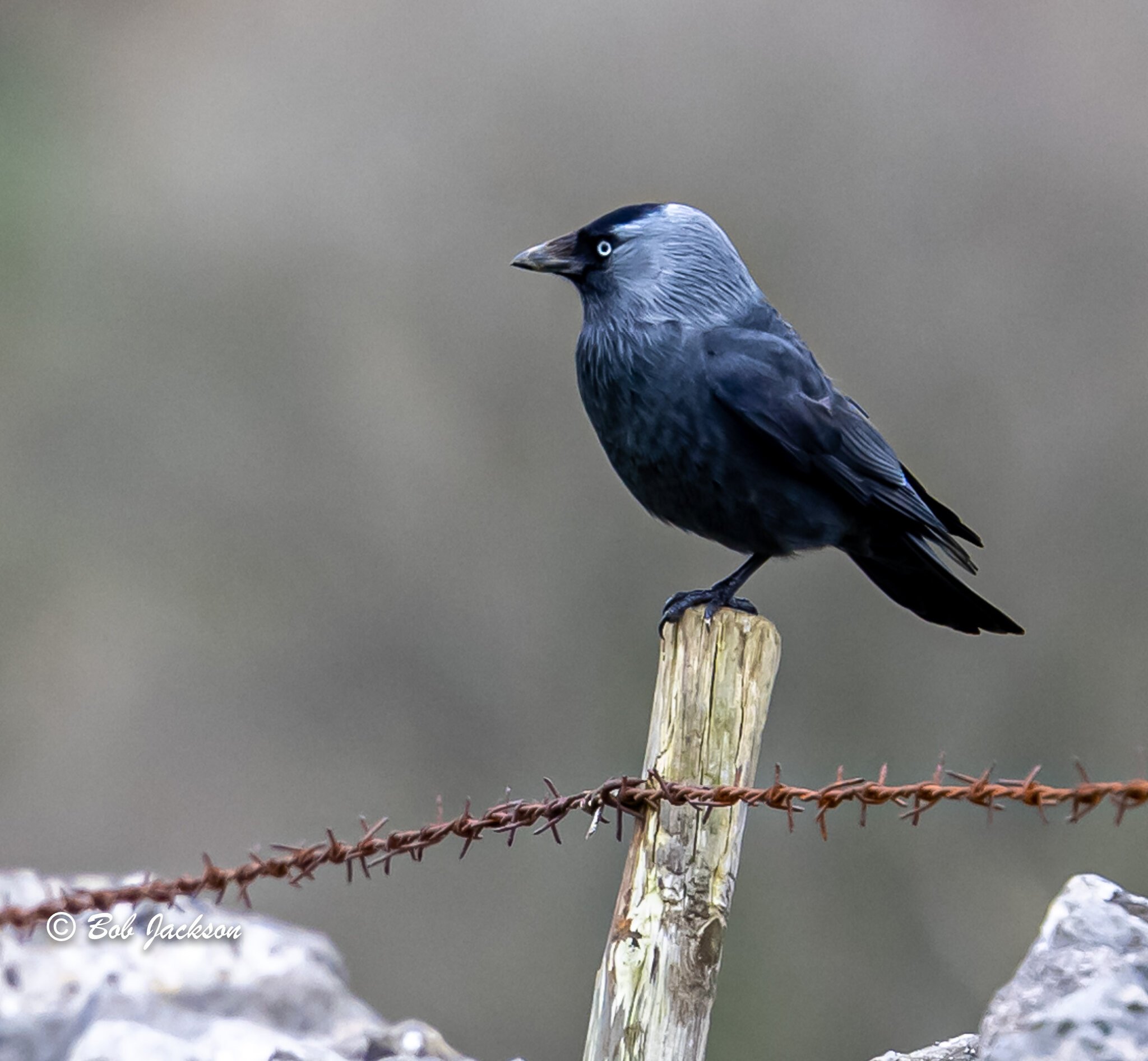 Jackdaw