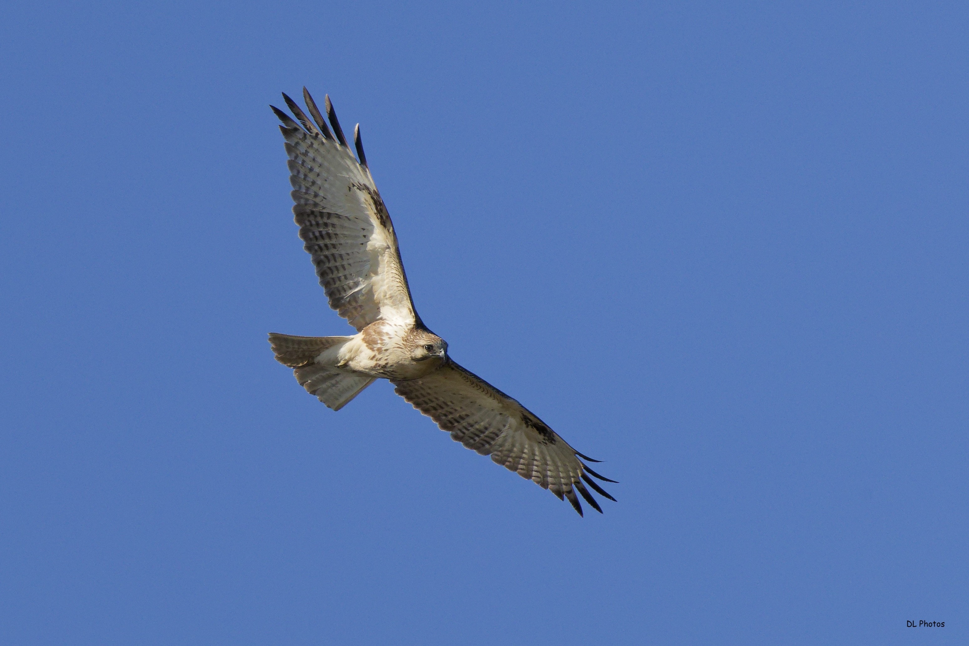 Japanese Buzzard