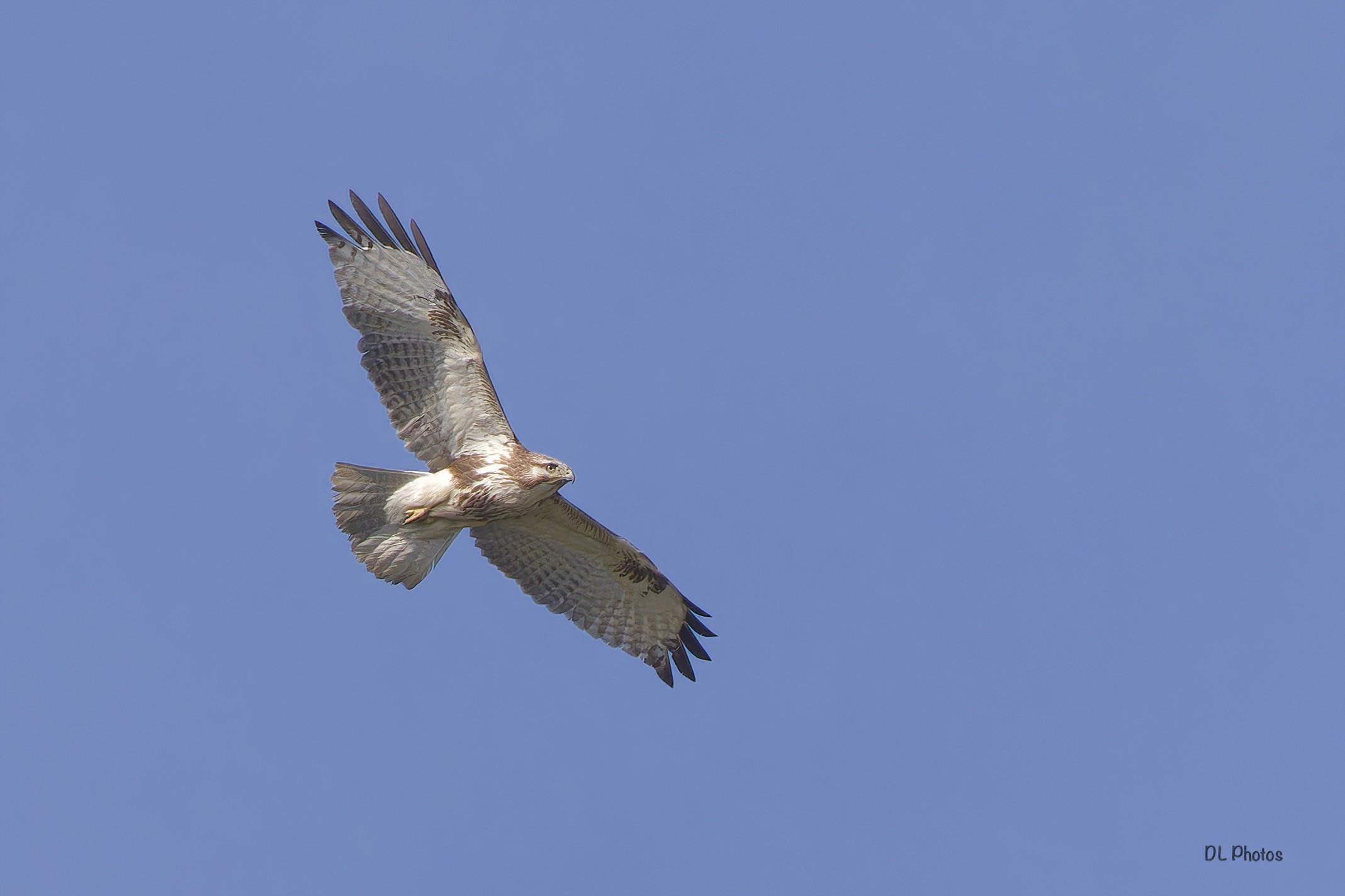 Japanese Buzzard