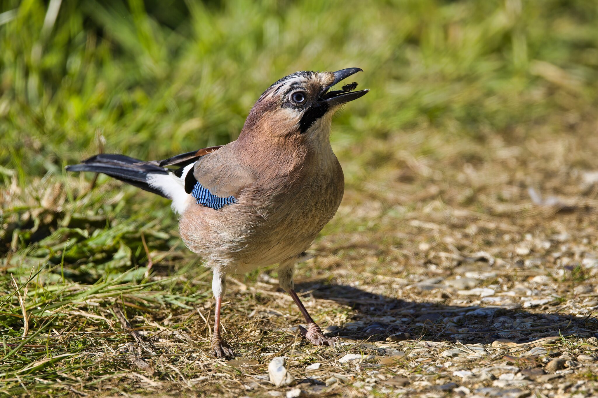 Jay 1-SharpenAI-focus.jpeg