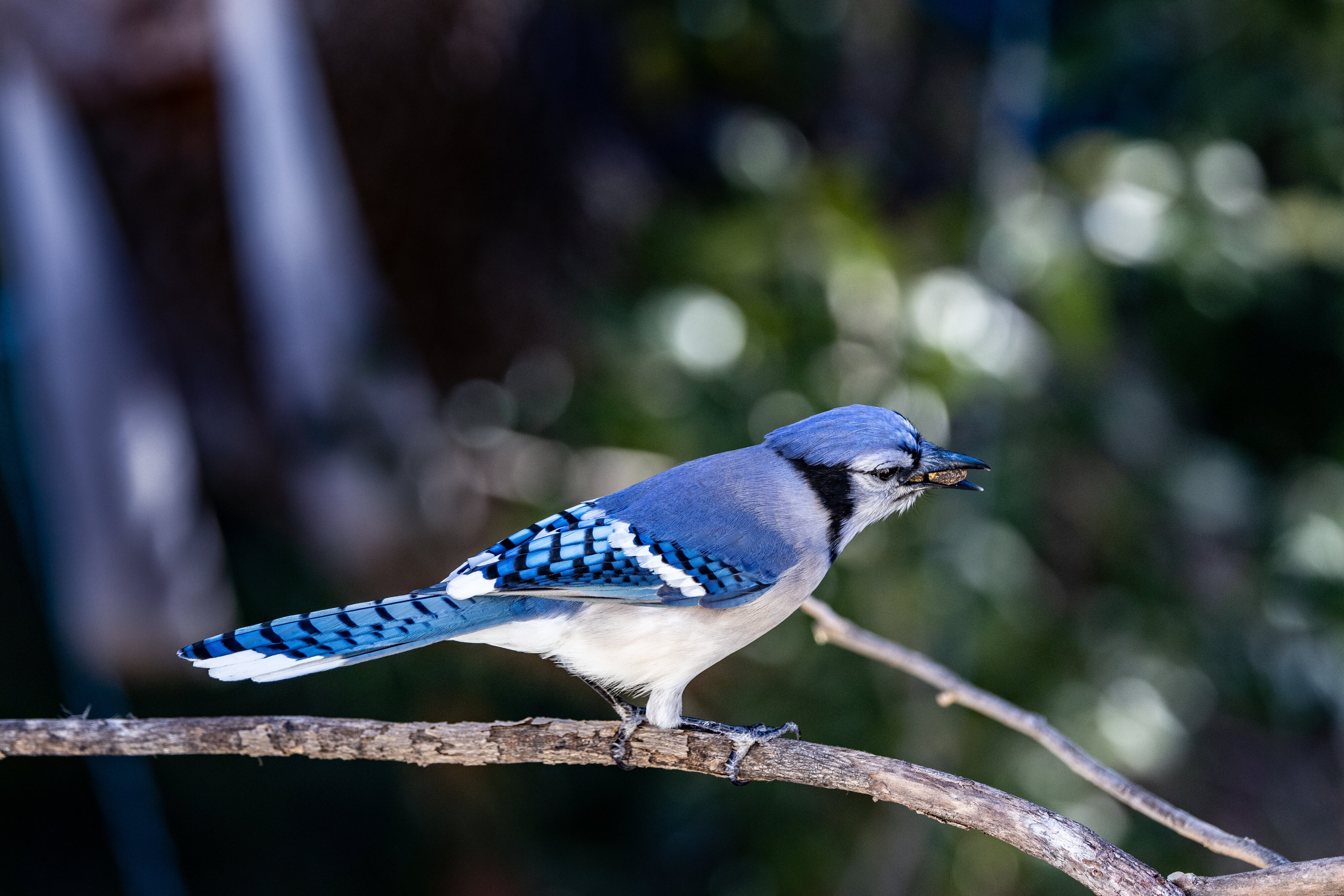 Jay snacking (San Antonio)