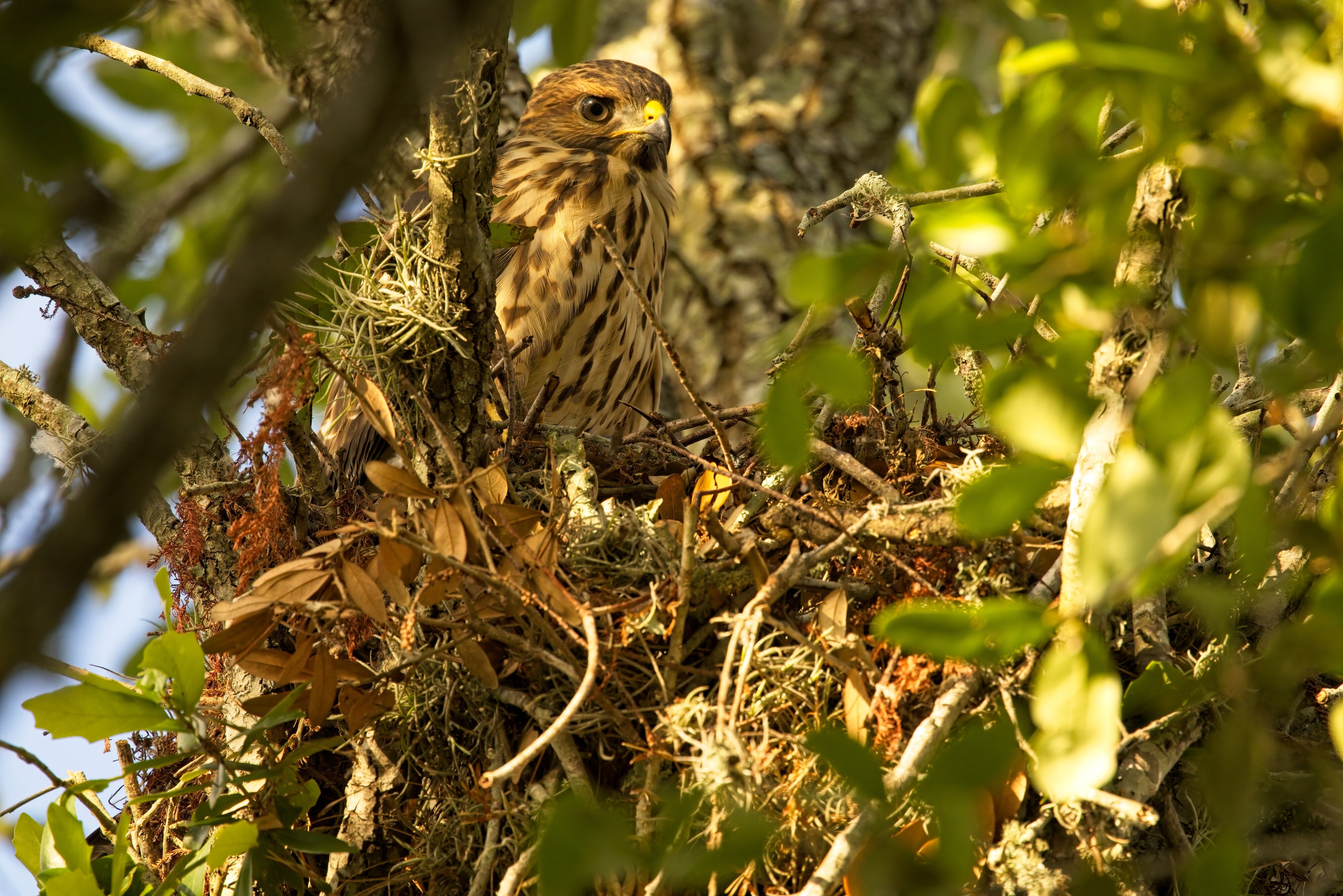 juv Red-Shouldered Hawk