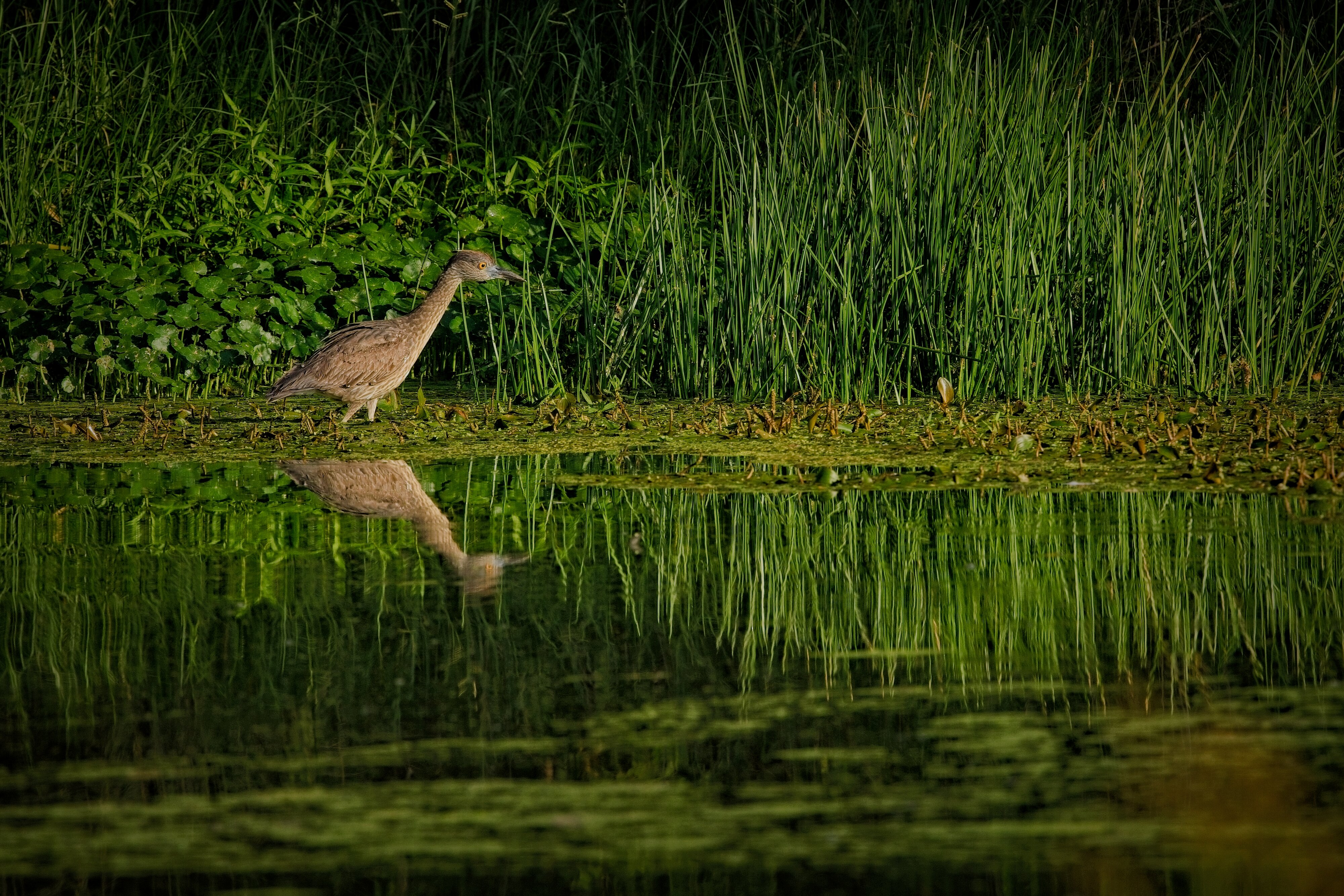 Juv. Yellow-Crowned Night Heron