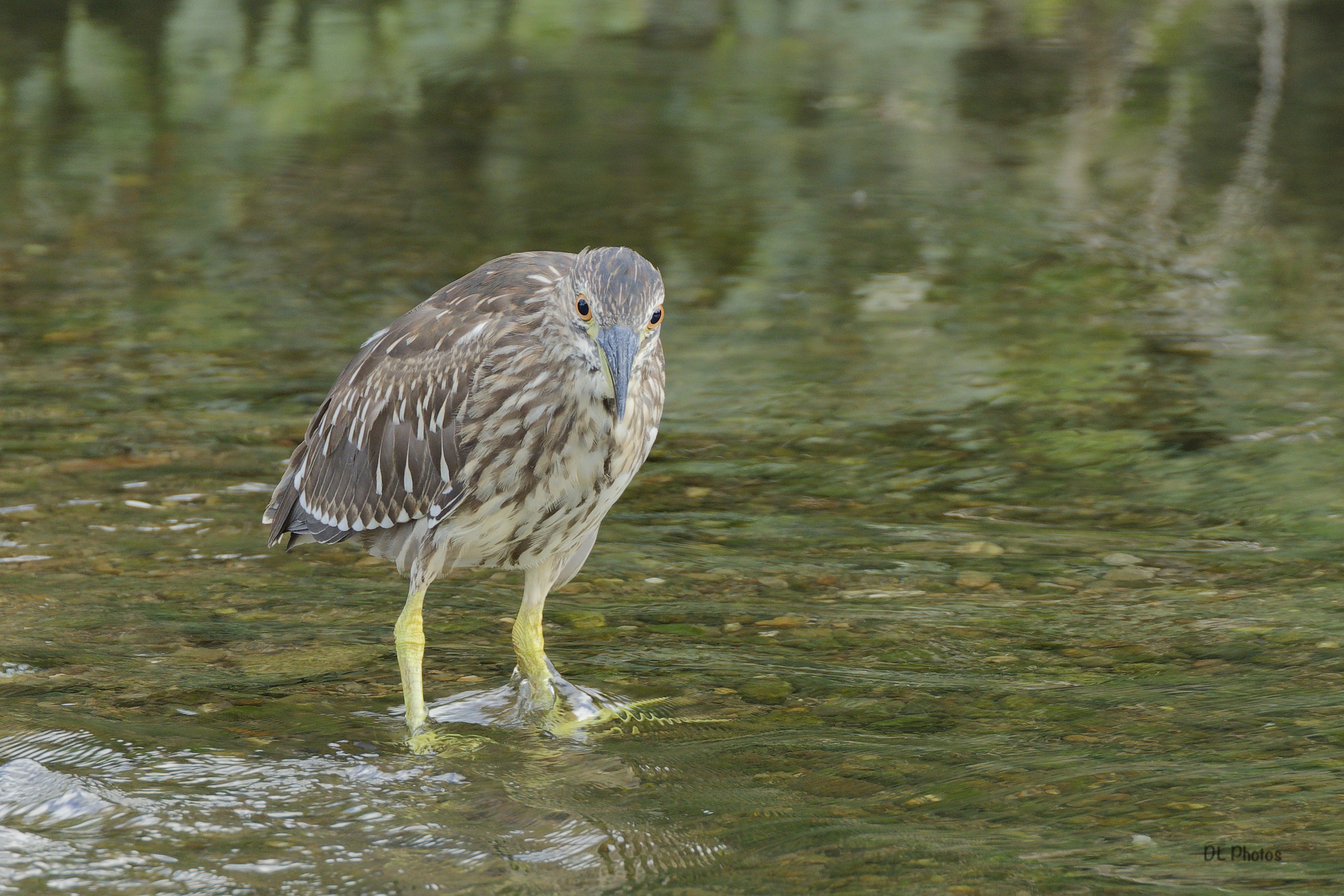 Juvenile Black-crowned Night-Heron (ホシゴイ)