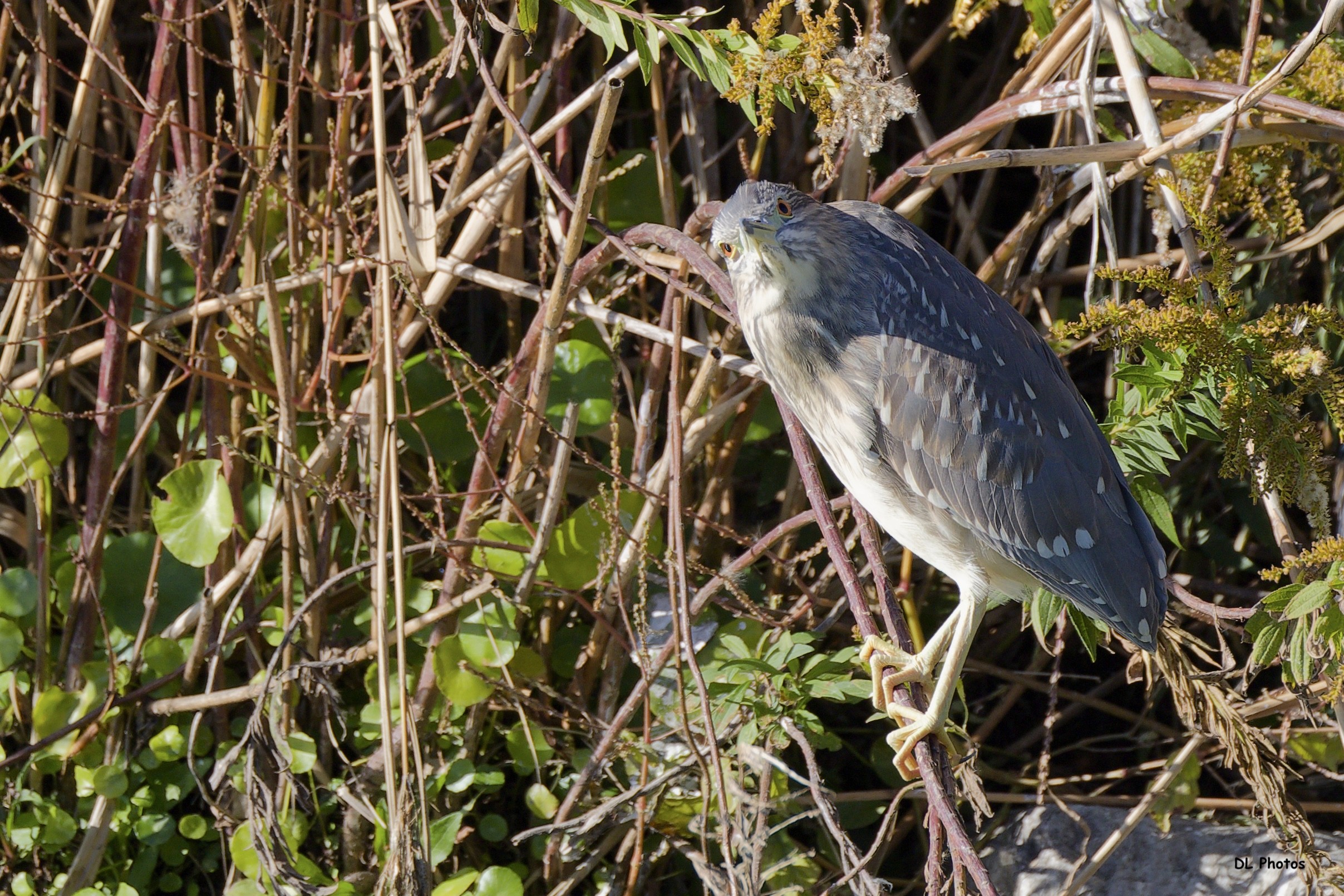 Juvenile black-crowned night-heron