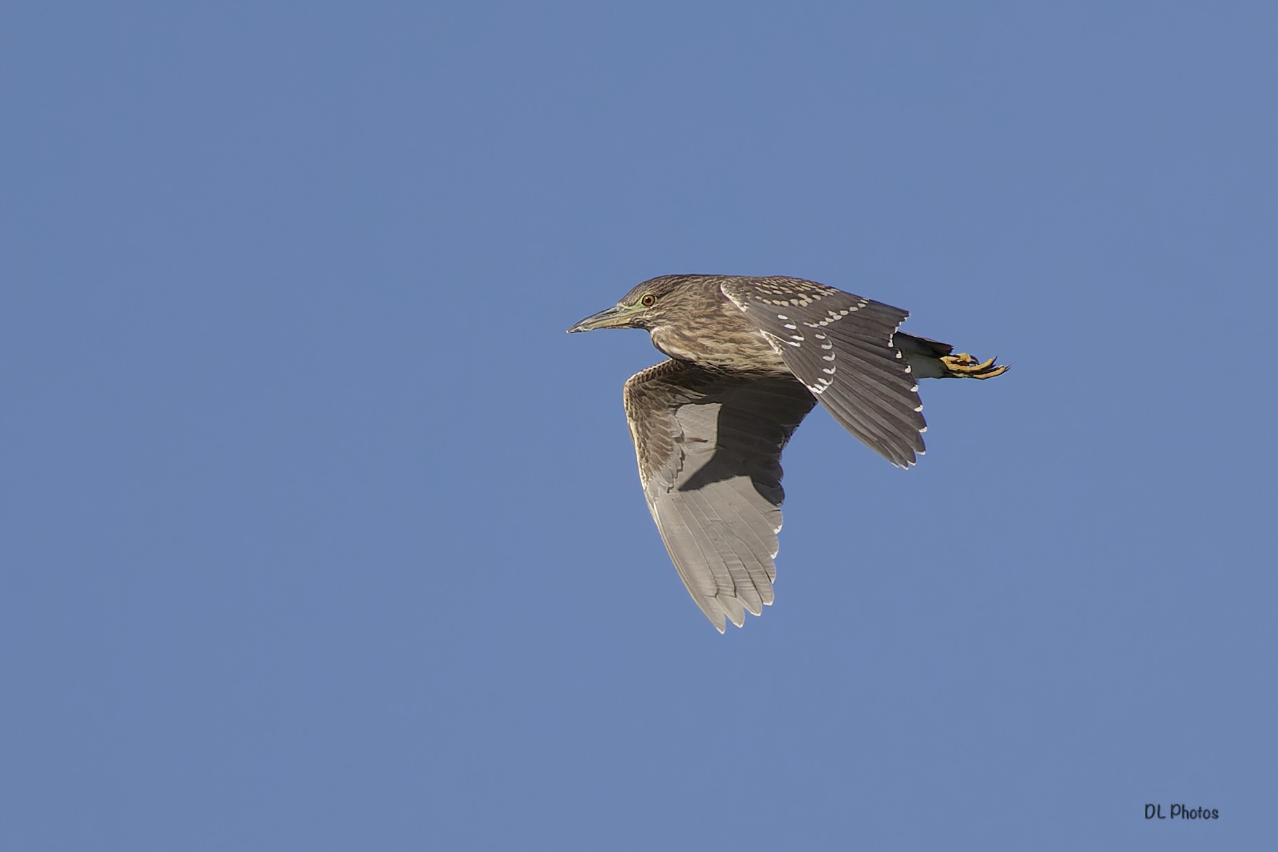 Juvenile black-crowned night heron