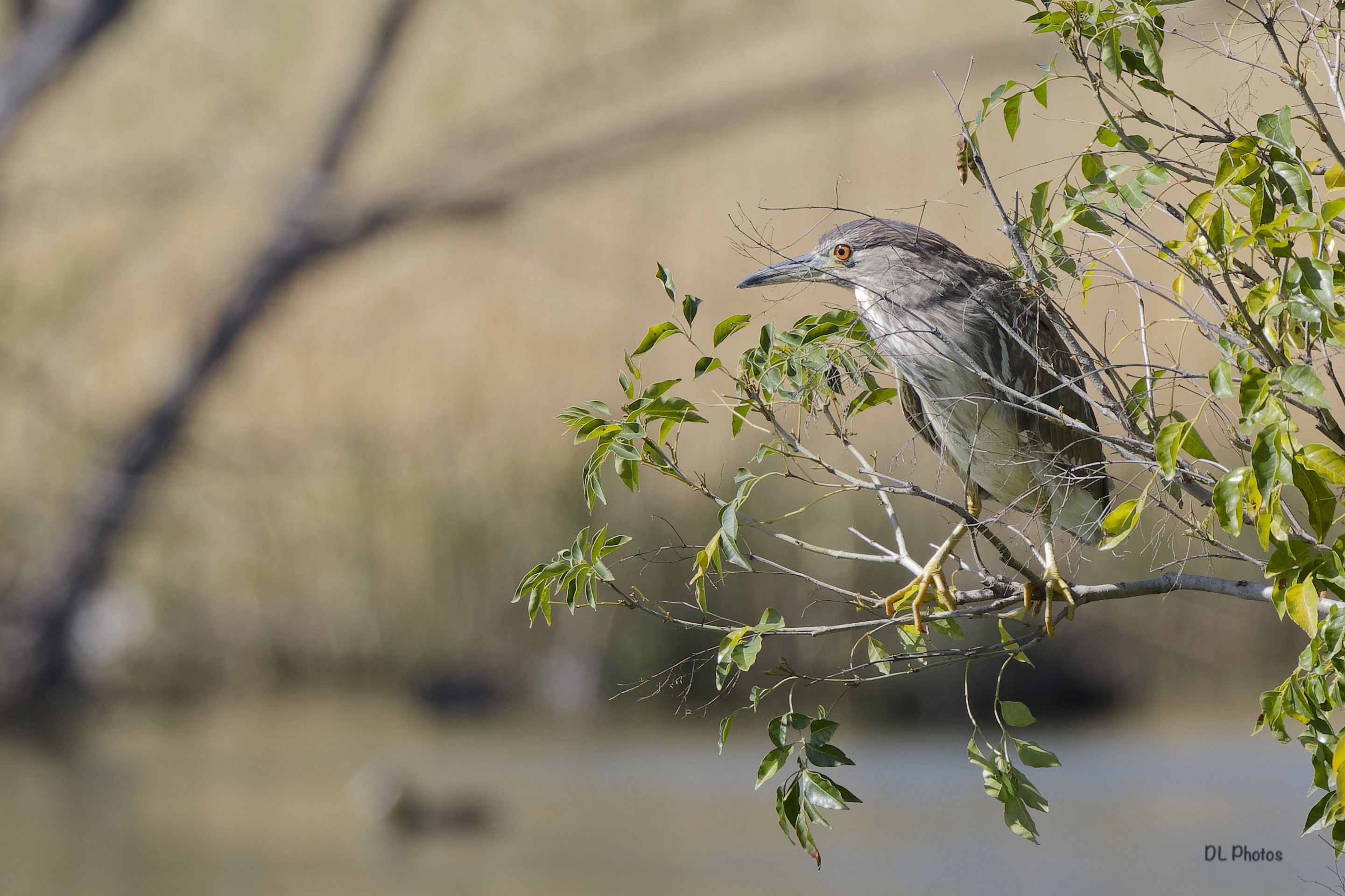 Juvenile black-crowned night heron